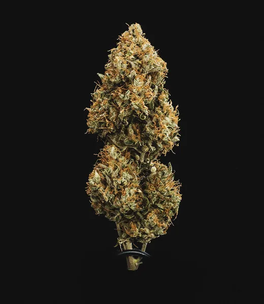 Sweet Skunk Auto Graines Autofloraison – Image 9