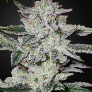 Sweet Valley Kush Feminised