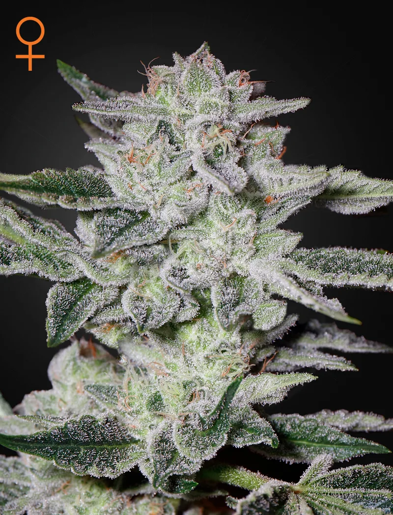 Sweet Valley Kush Graines Féminisées