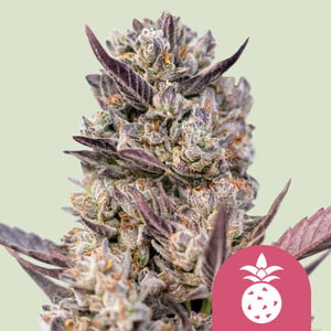 Tropicana Cookies Purple Feminised