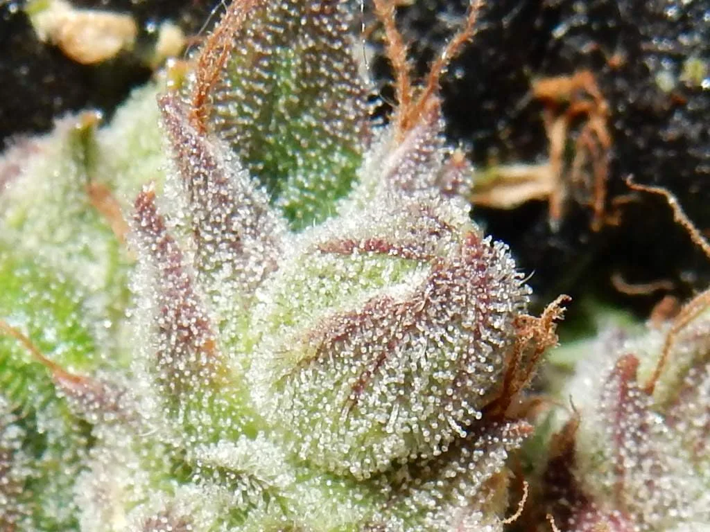CBD Auto 1:1 (CBD Crack) - Image 7