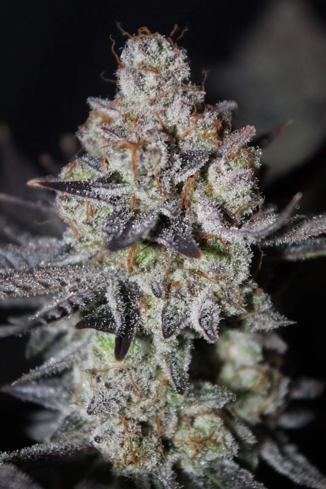 Tropicana Cookies FF Semi Femminizzati - immagine 7