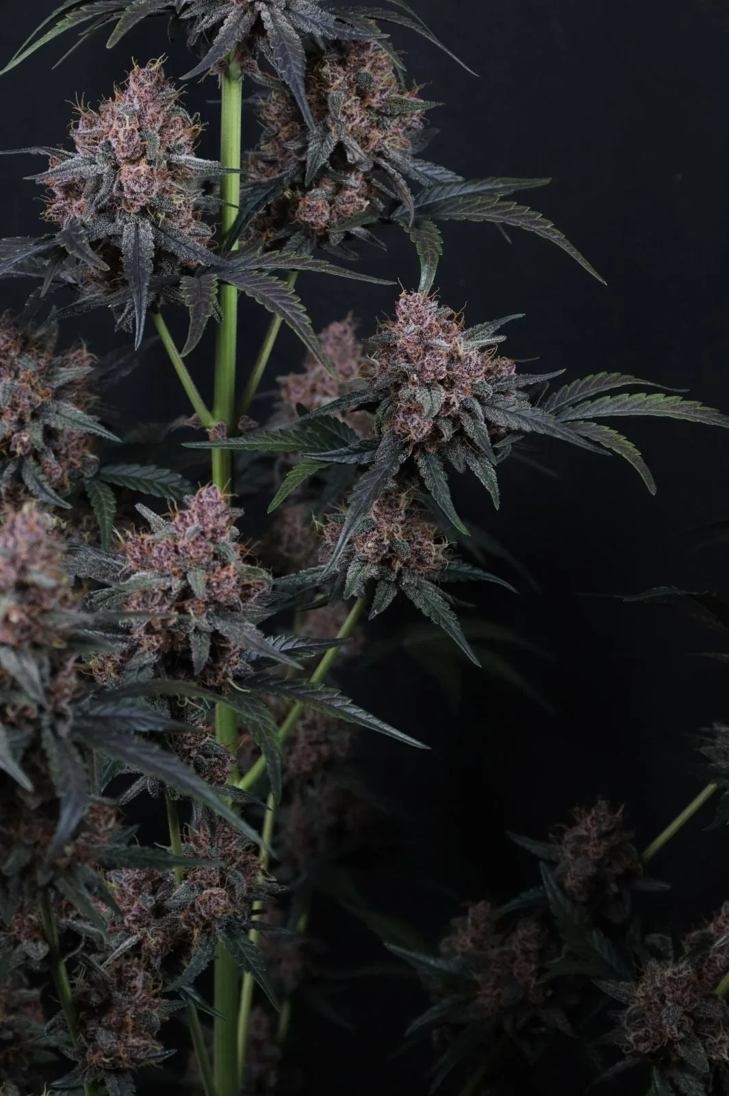 Mango Cherry Runtz Auto Graines Autofloraison – Image 7