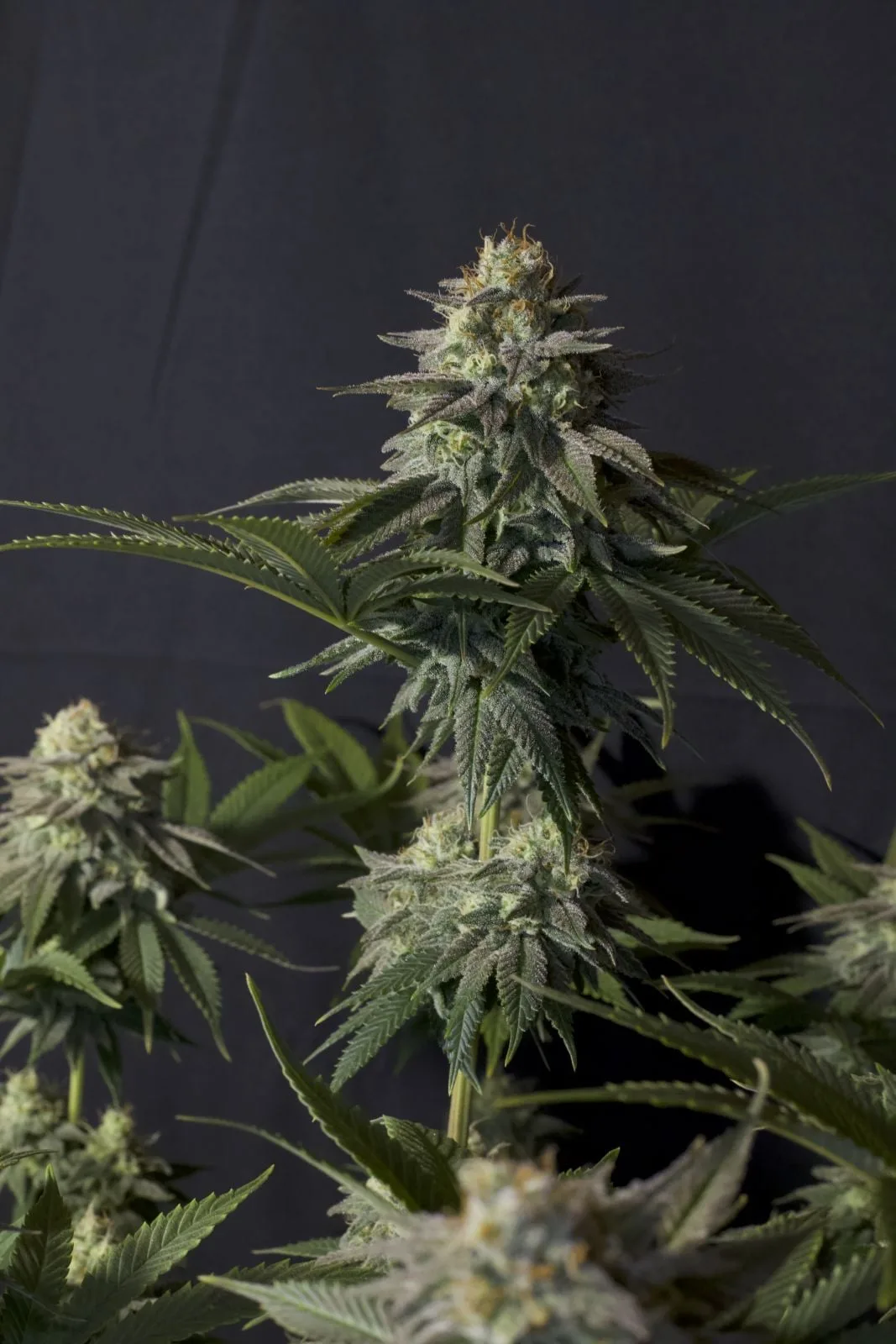 Orange Sherbet FF Feminisierte Samen – Bild 8