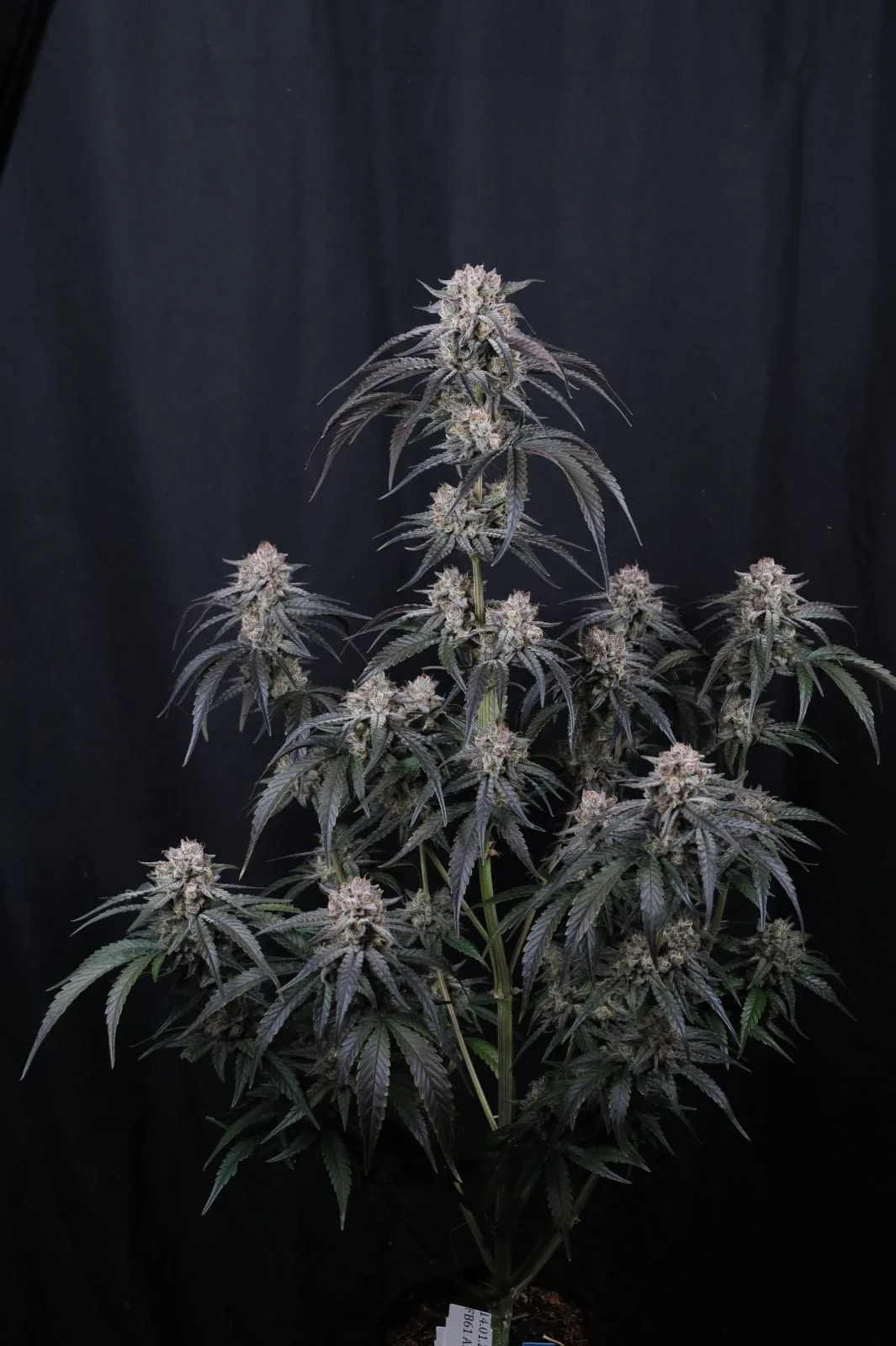 Mango Frost Semillas autoflorecientes - Imagen 5