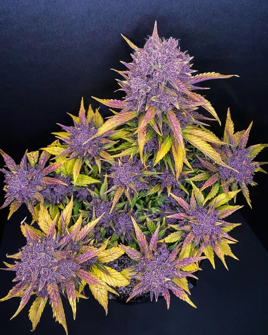 Purple Lemonade Auto - Image 5