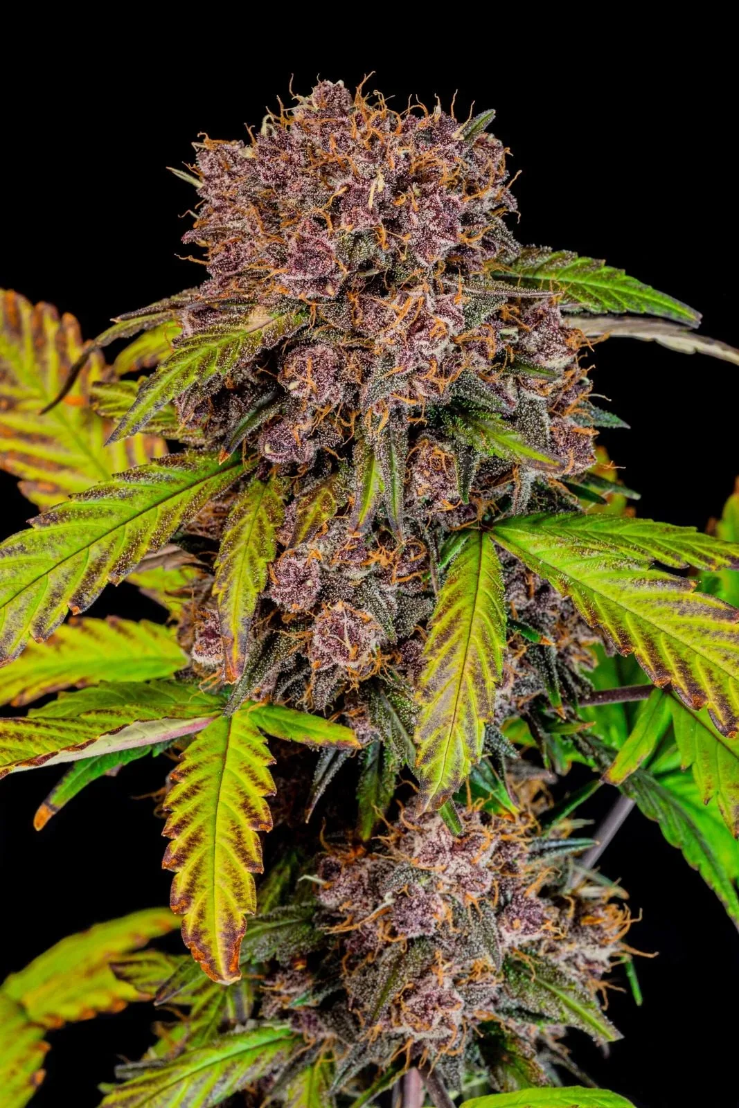 Lemon Cherry Cookies Auto Semi Autofiorenti - immagine 5