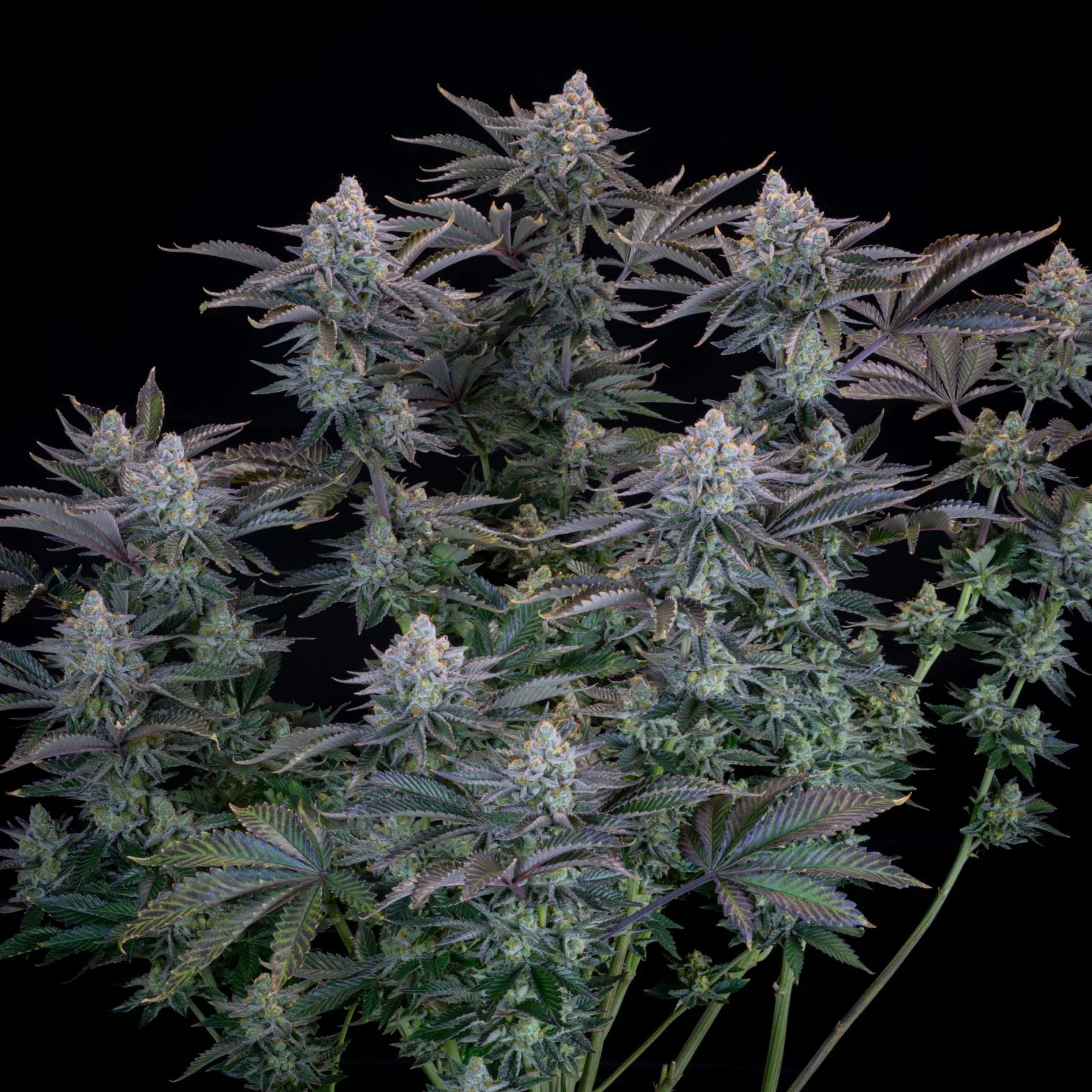 Gorilla Cookies FF Fast - Image 4