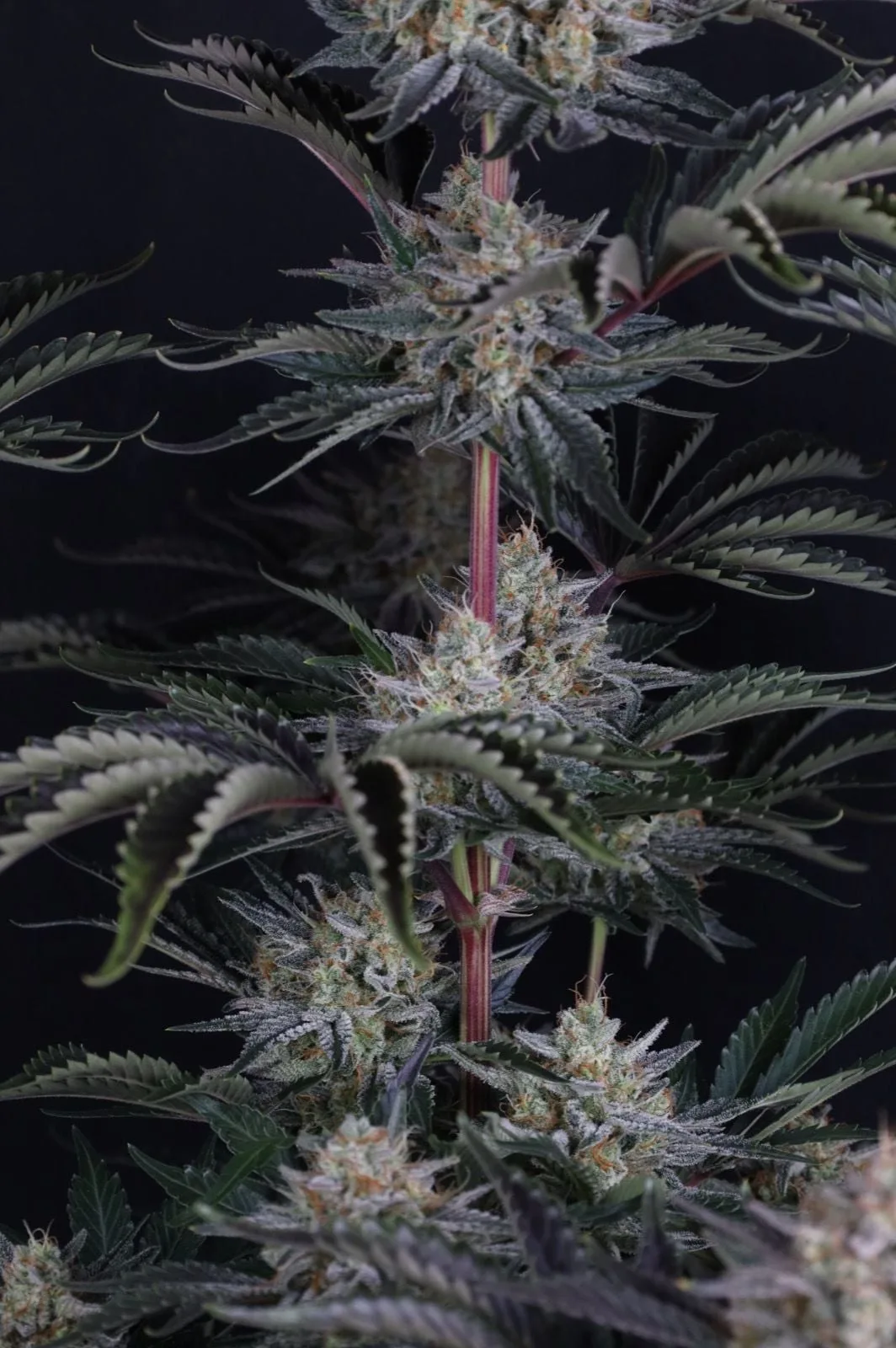 Mendo Frost Auto - Image 4