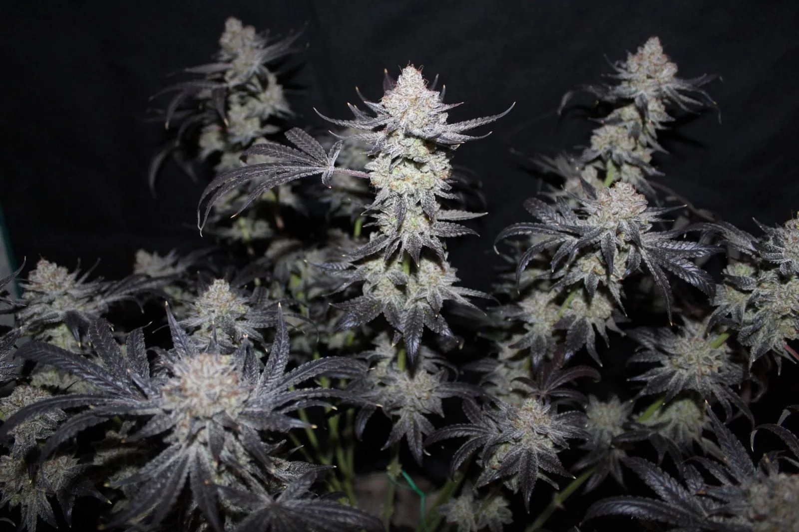 Tropicana Cookies FF Semi Femminizzati - immagine 4
