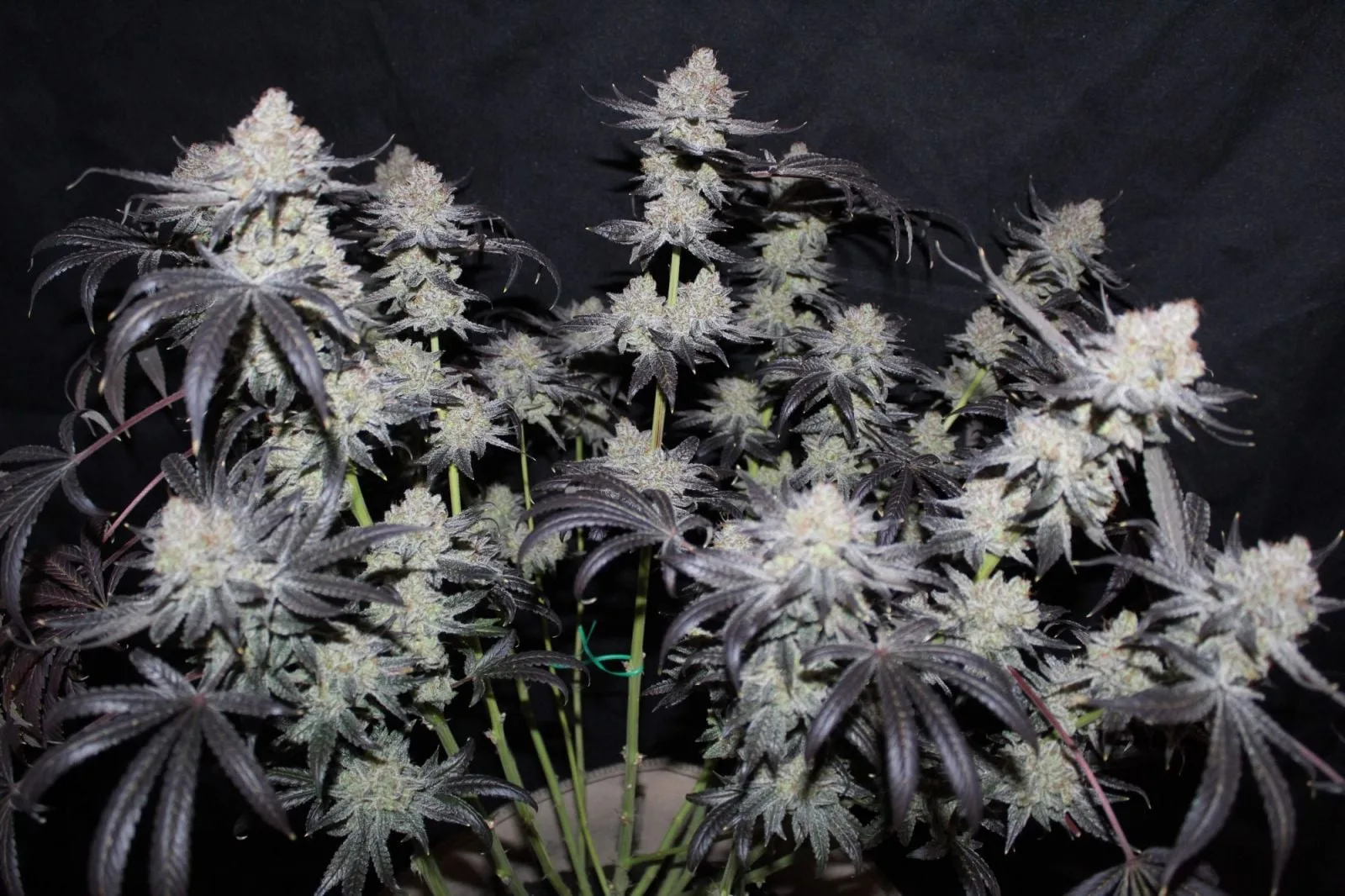 Tropicana Cookies FF Semi Femminizzati - immagine 3
