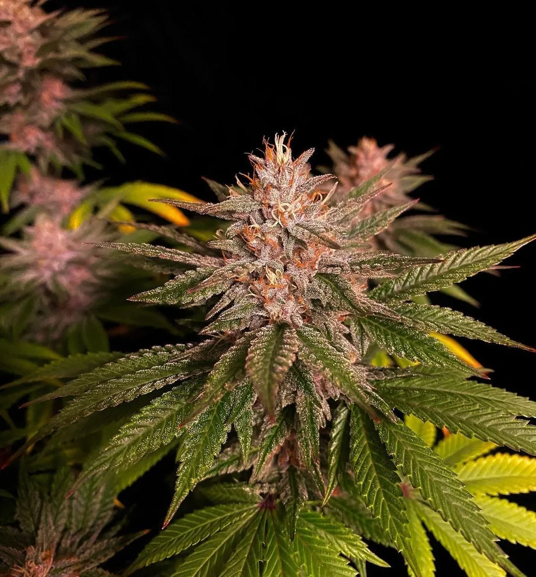 Purple Lemonade FF Graines Féminisées – Image 6