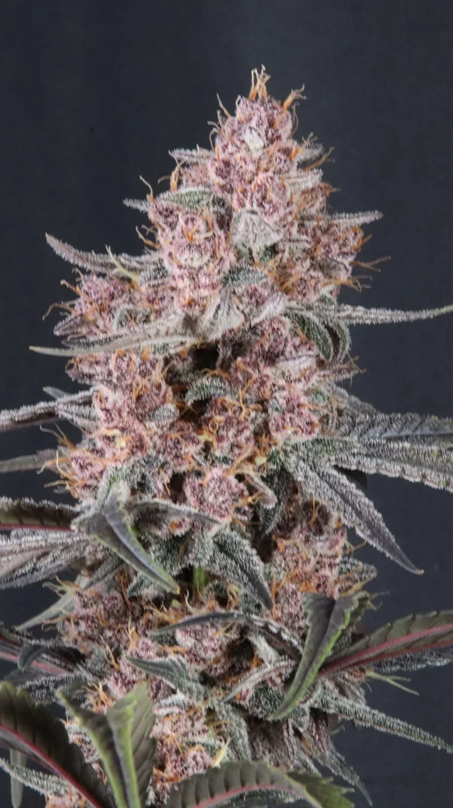 Mango Cherry Runtz Auto Graines Autofloraison – Image 10