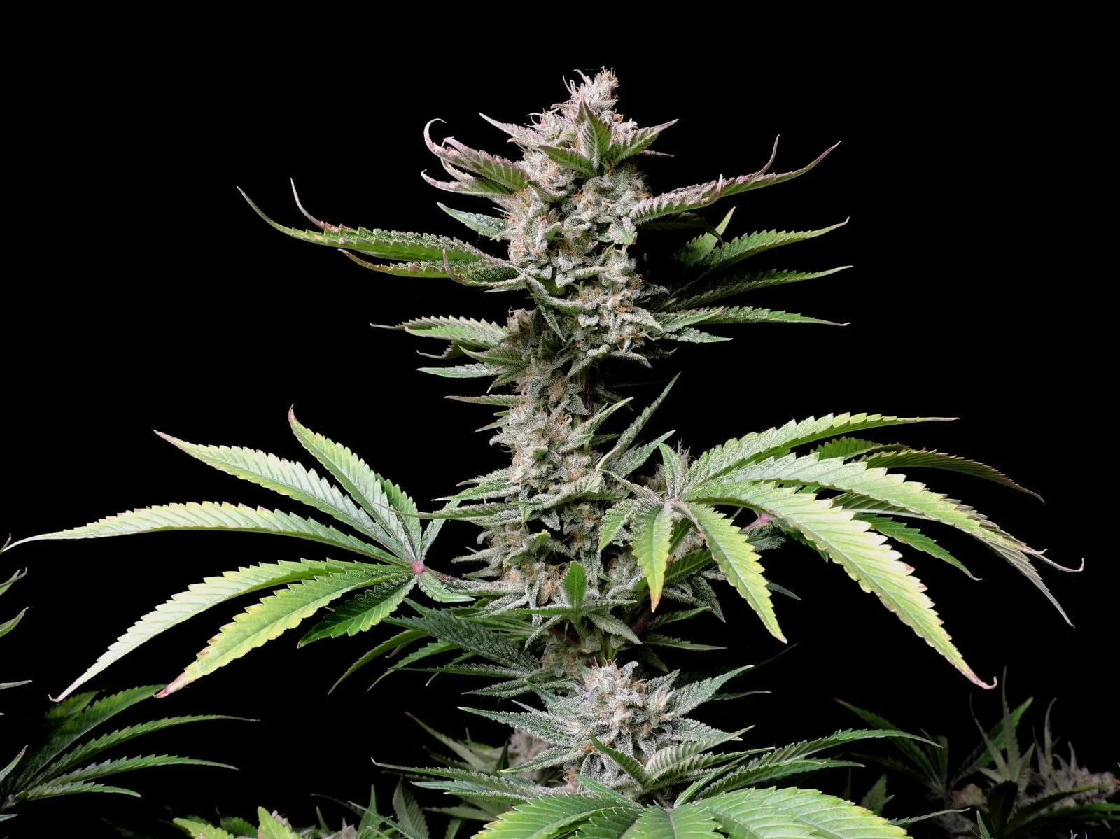 Cherry Cola Semințe autoflorante - imagine 5