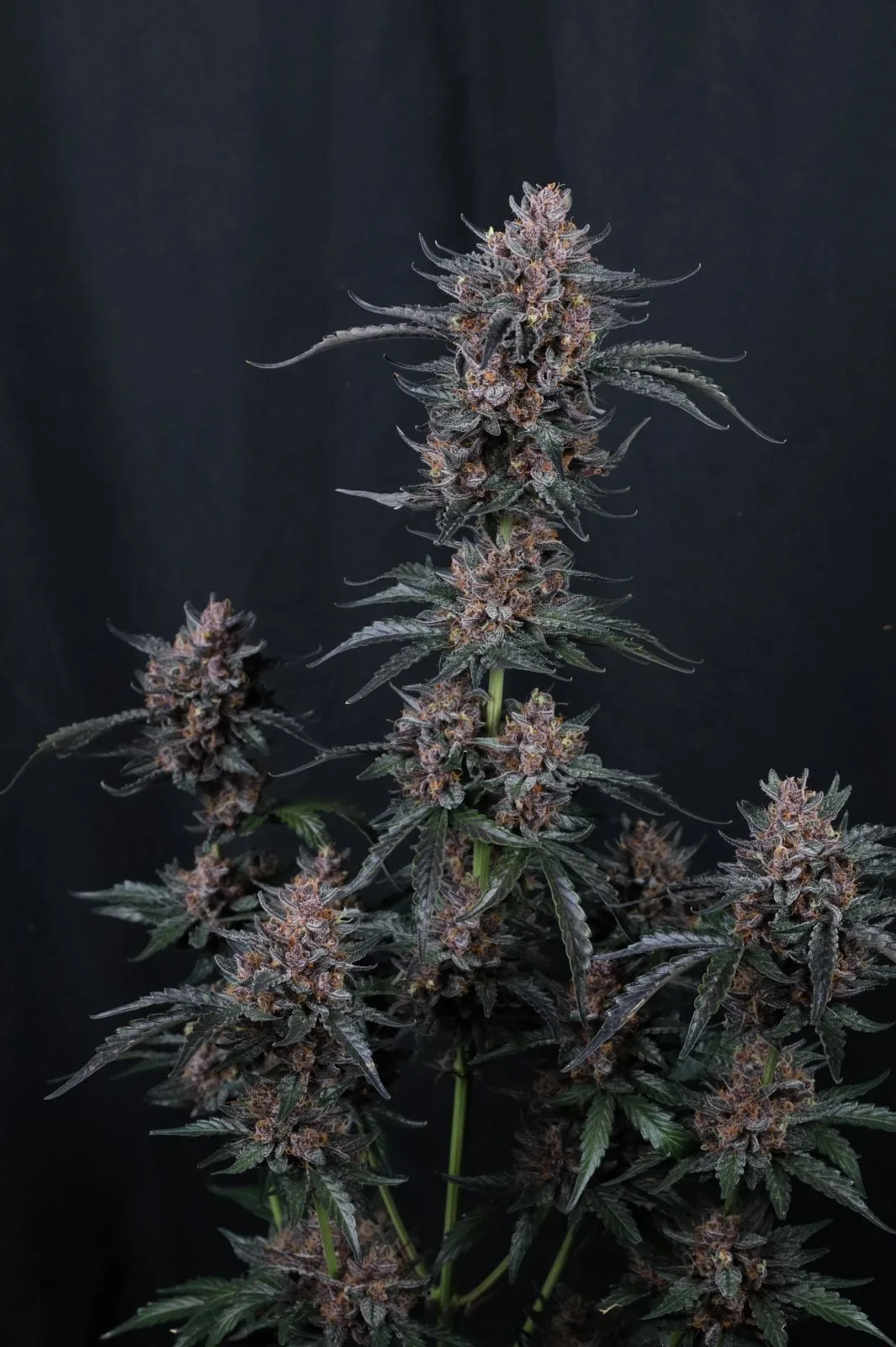 Mango Cherry Runtz Auto Graines Autofloraison – Image 2
