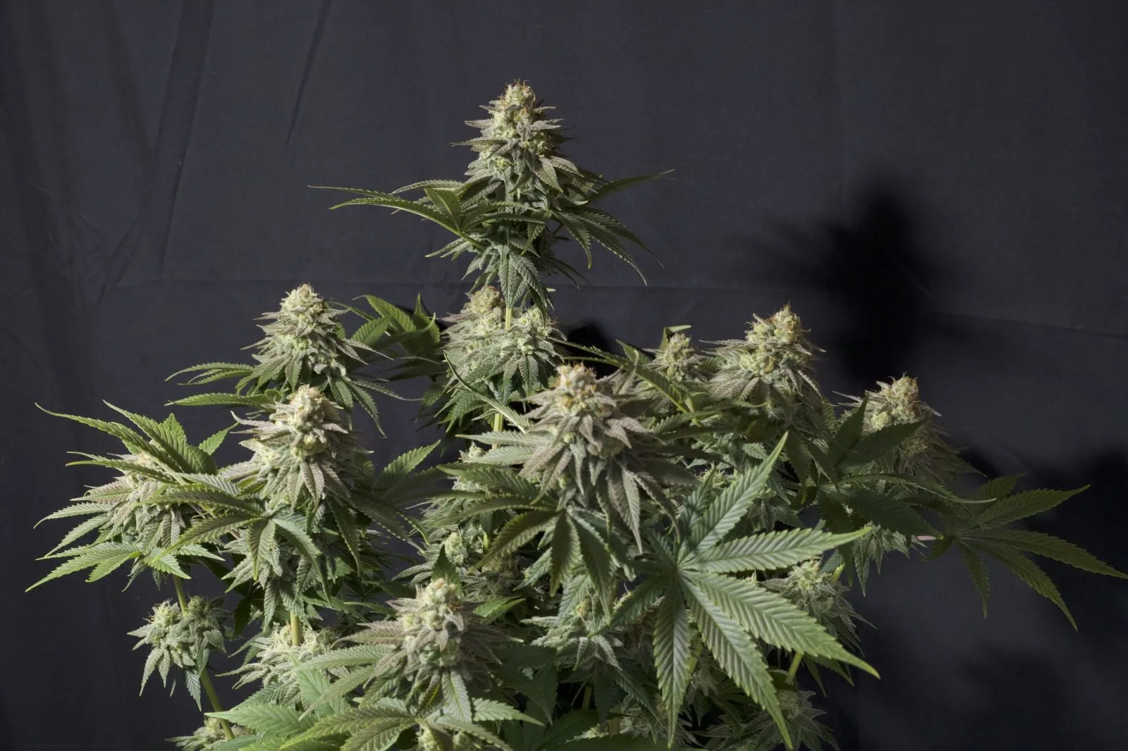 Orange Sherbet FF Feminisierte Samen – Bild 3