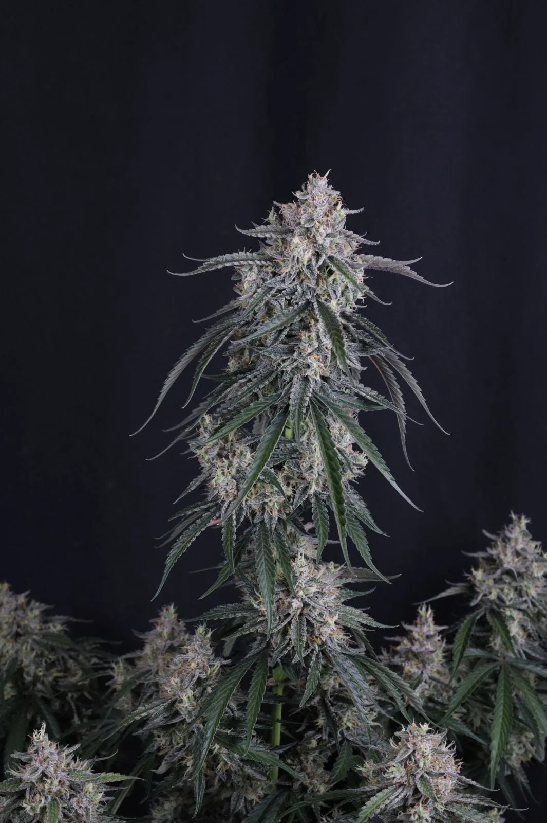 GMO Auto - Image 3