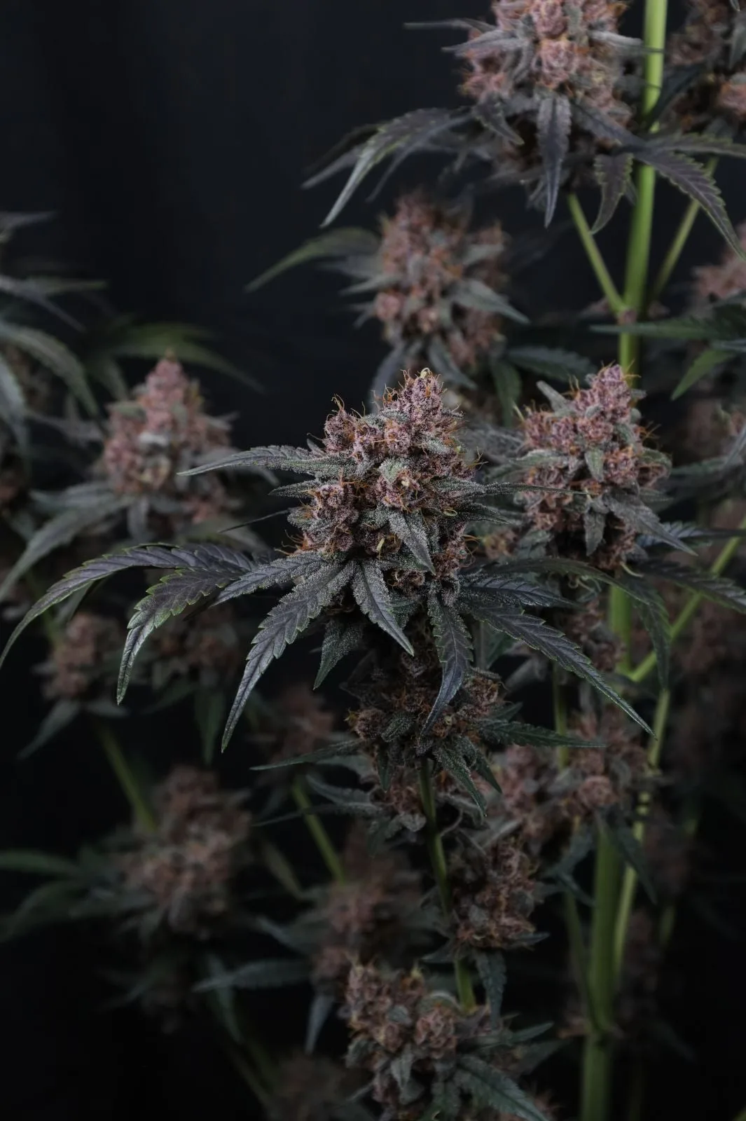 Mango Cherry Runtz Auto Graines Autofloraison – Image 8