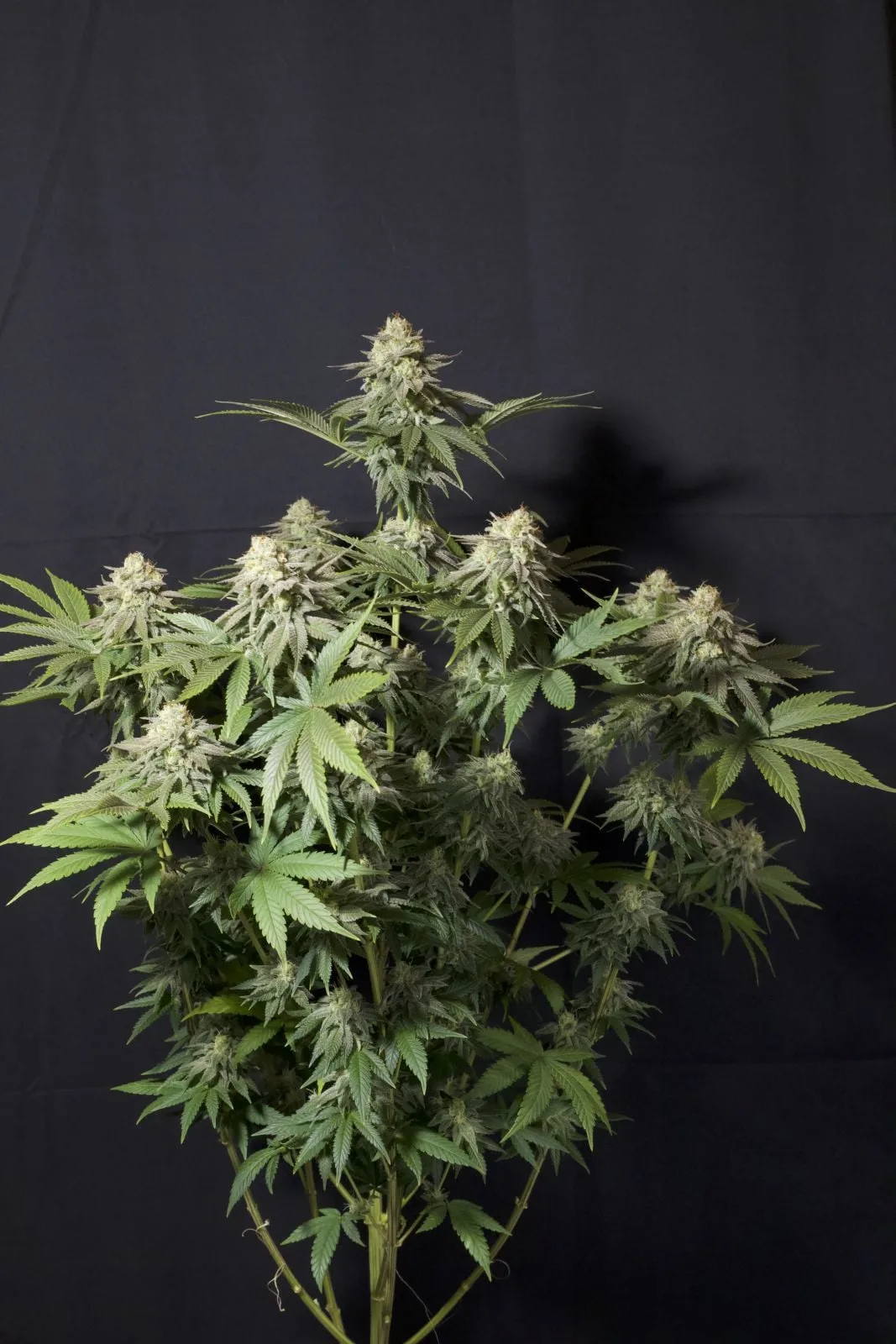 Orange Sherbet FF Feminisierte Samen – Bild 11