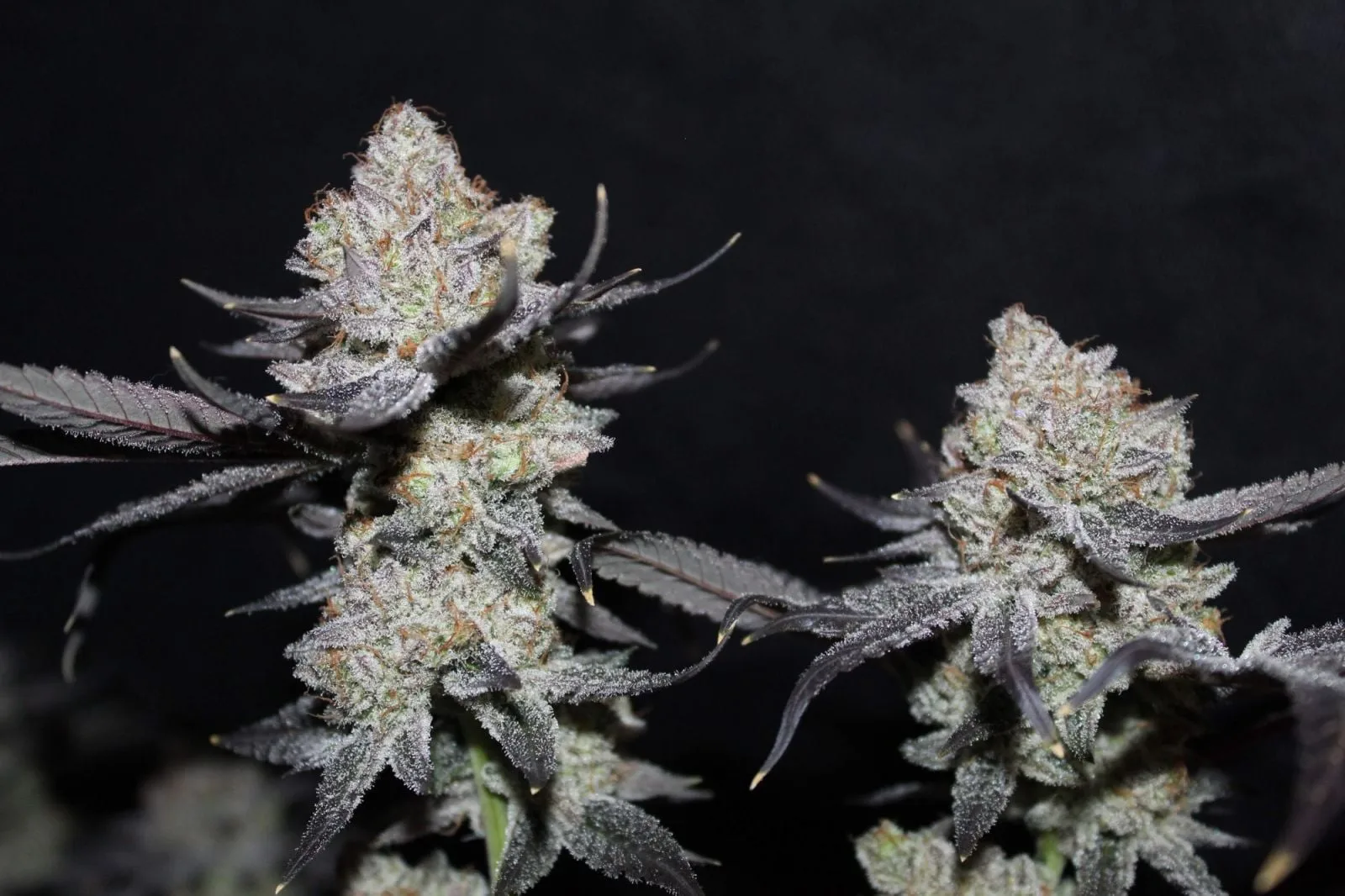 Tropicana Cookies FF Semi Femminizzati - immagine 6