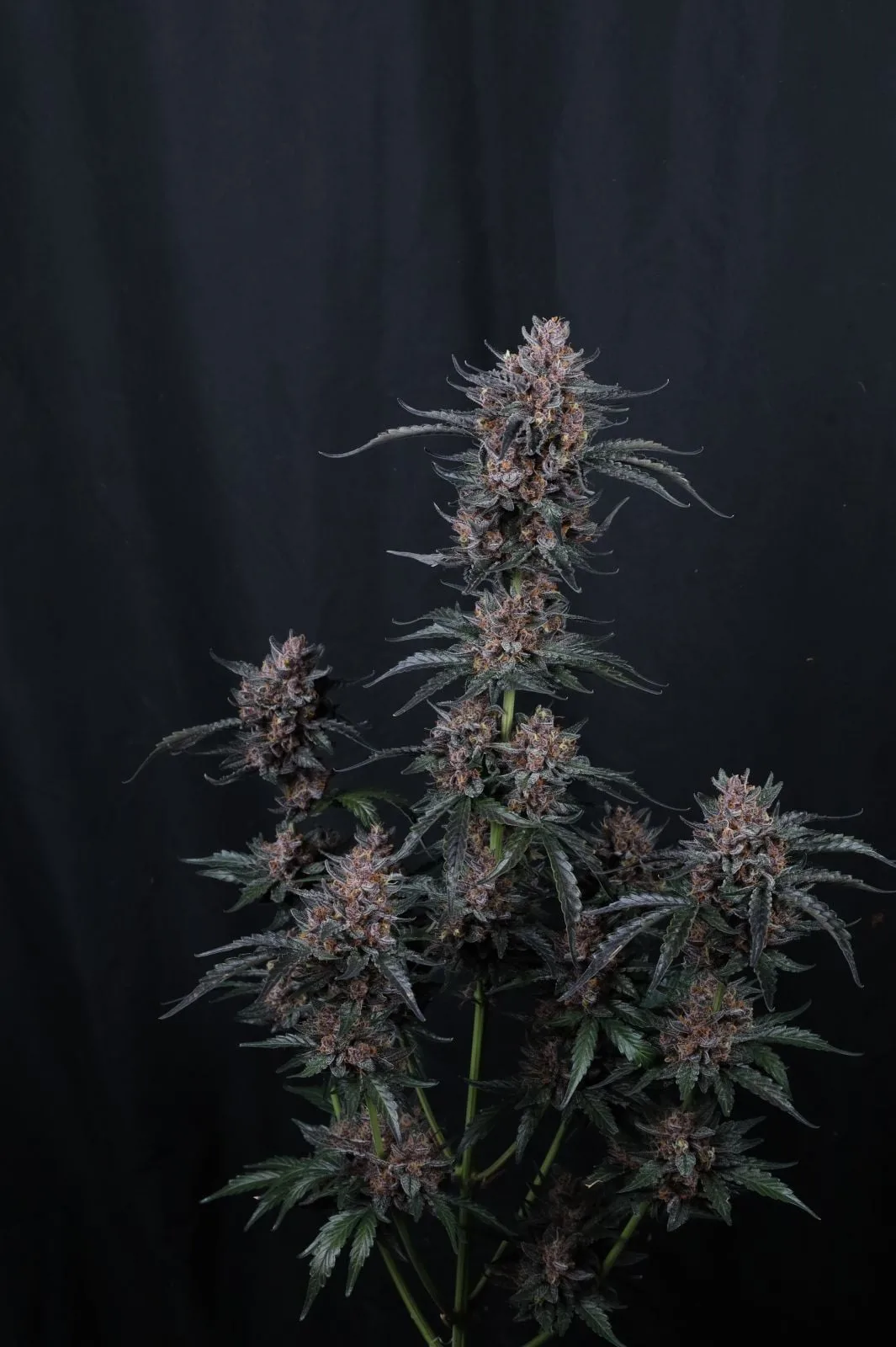 Mango Cherry Runtz Auto Graines Autofloraison – Image 4