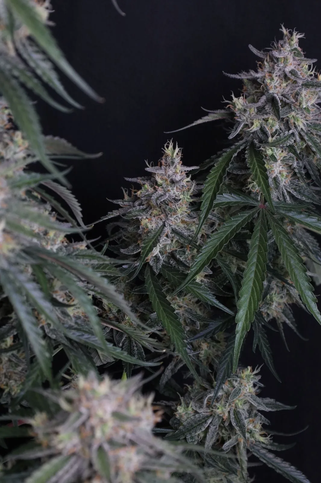 GMO Auto - Image 8
