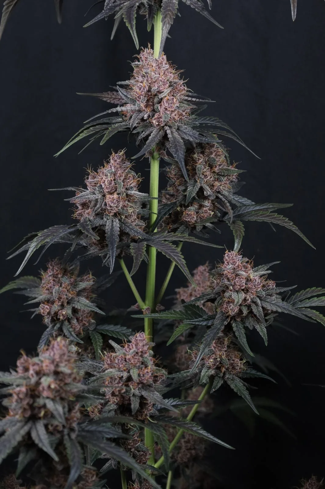 Mango Cherry Runtz Auto Graines Autofloraison – Image 9