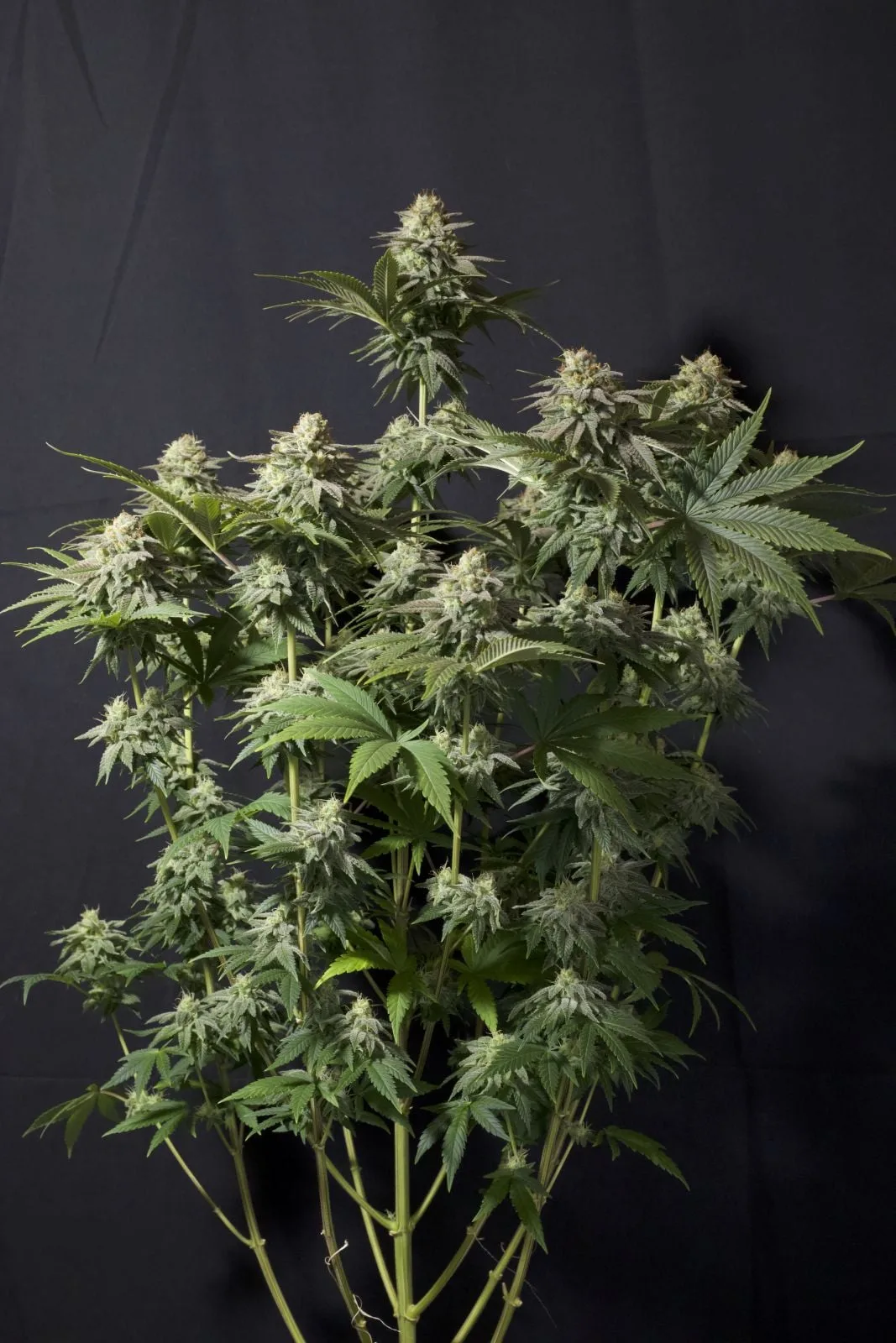 Orange Sherbet FF Feminisierte Samen – Bild 2