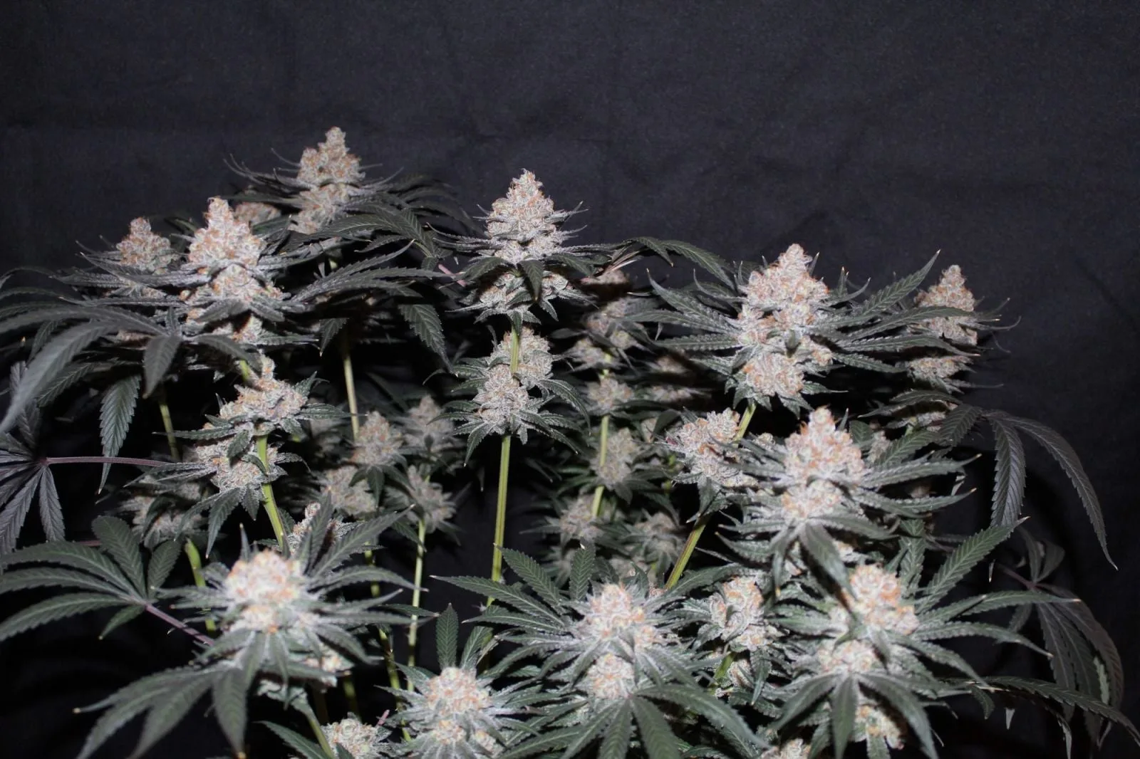 Tropicana Cookies FF Semi Femminizzati - immagine 2