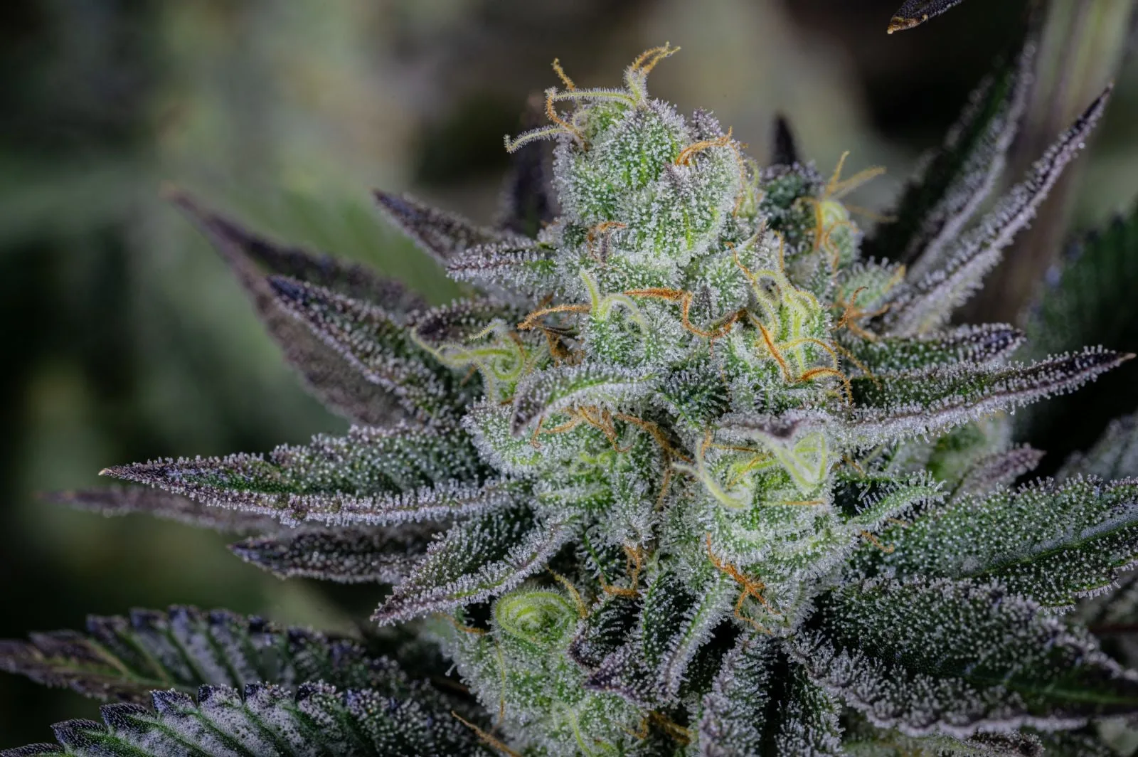 Gorilla Cookies FF Fast - Image 11