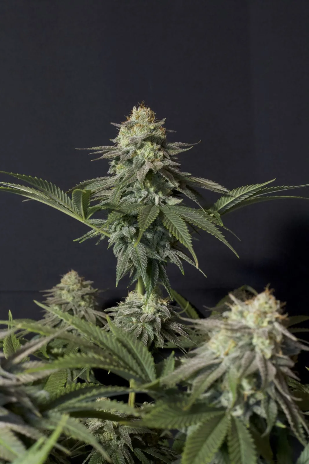 Orange Sherbet FF Feminisierte Samen – Bild 9