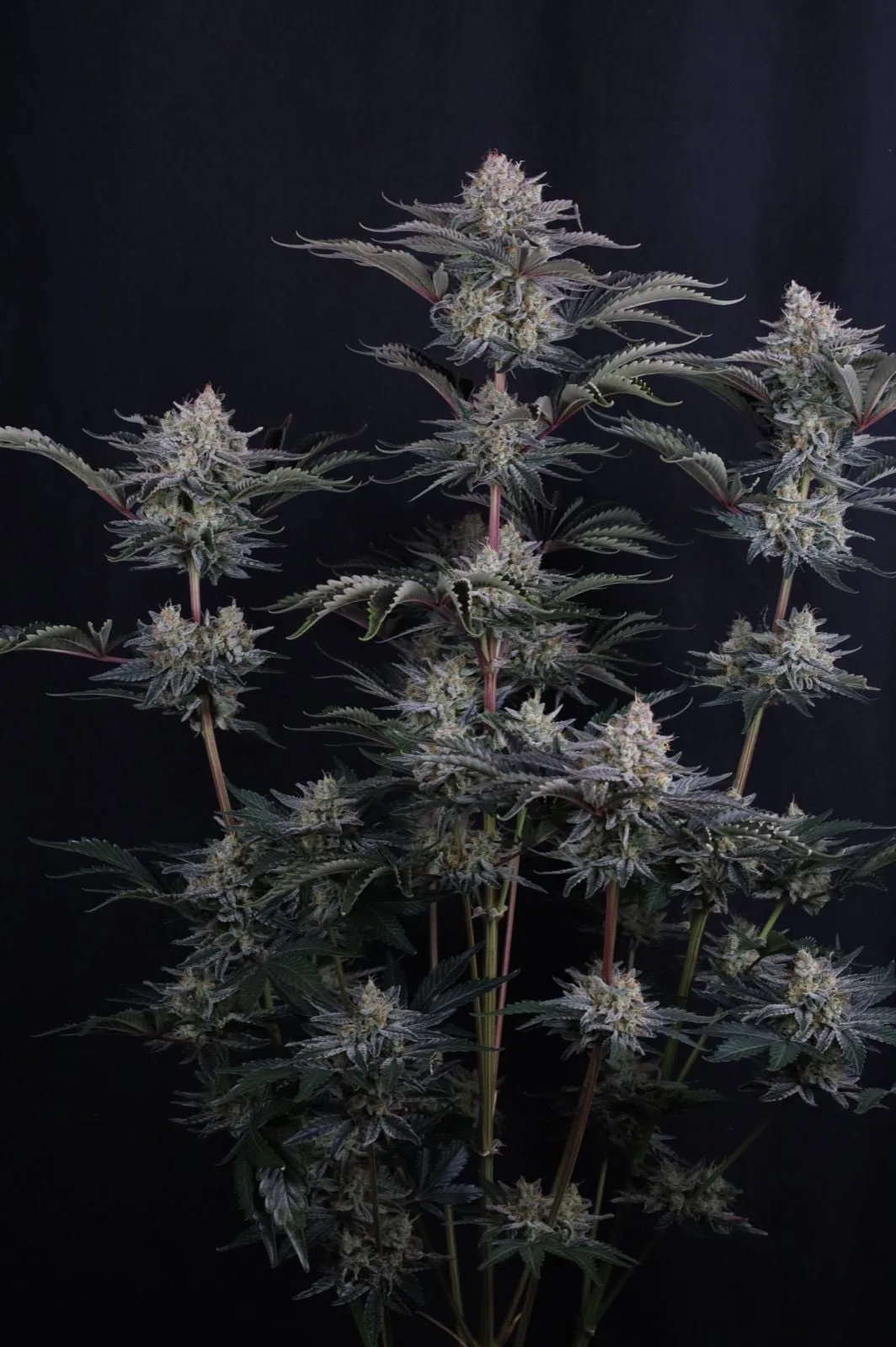 Mendo Frost Auto - Image 2