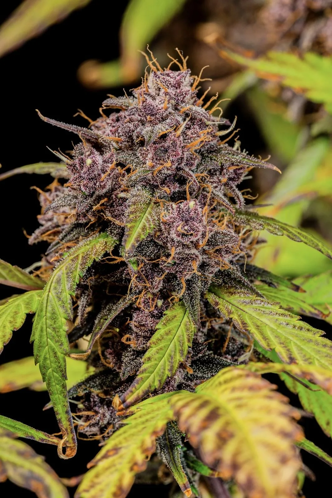 Lemon Cherry Cookies Auto Semi Autofiorenti - immagine 10