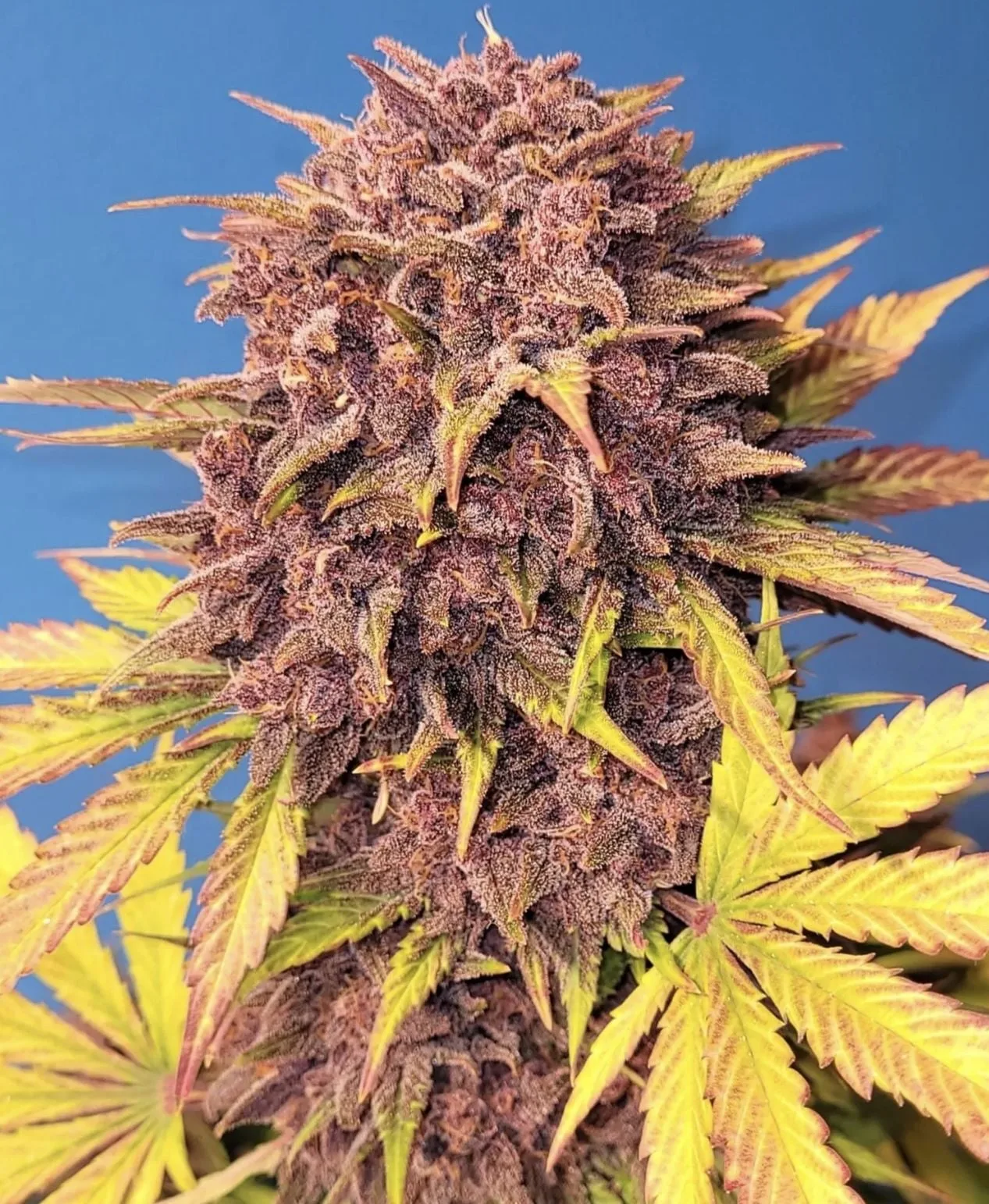 Purple Lemonade Auto - Image 7