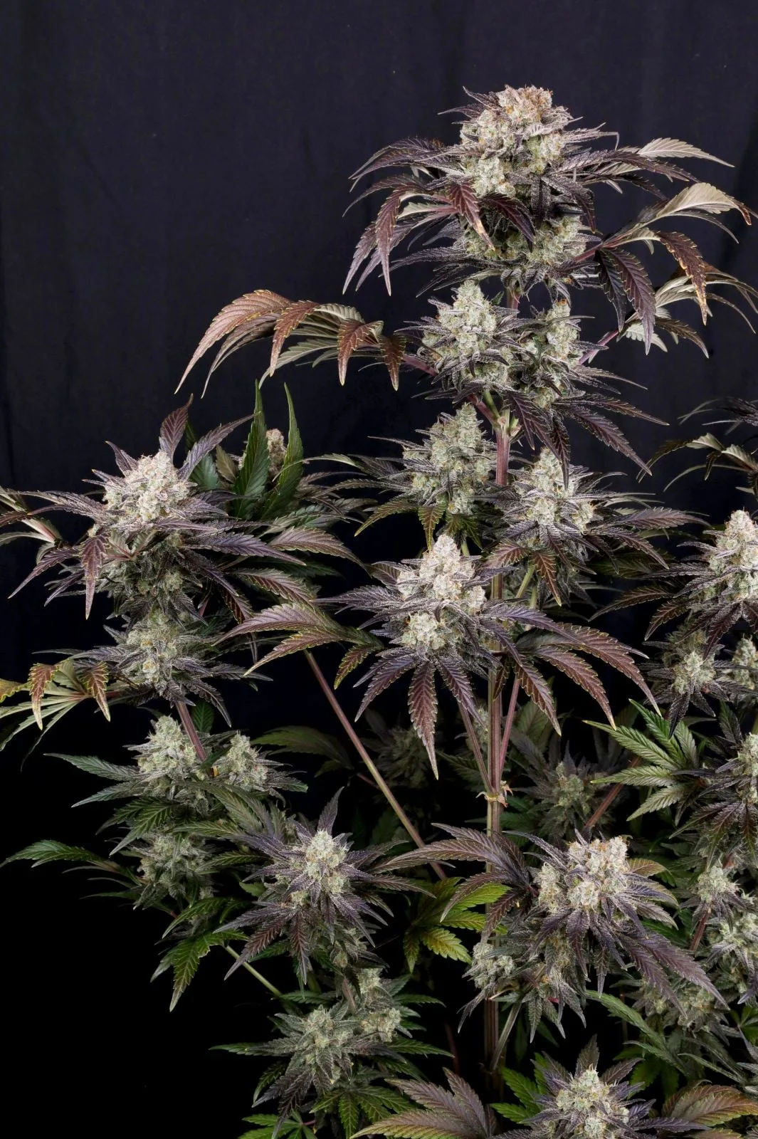 Frostbanger Auto Sementes Autoflorescentes - Imagem 5