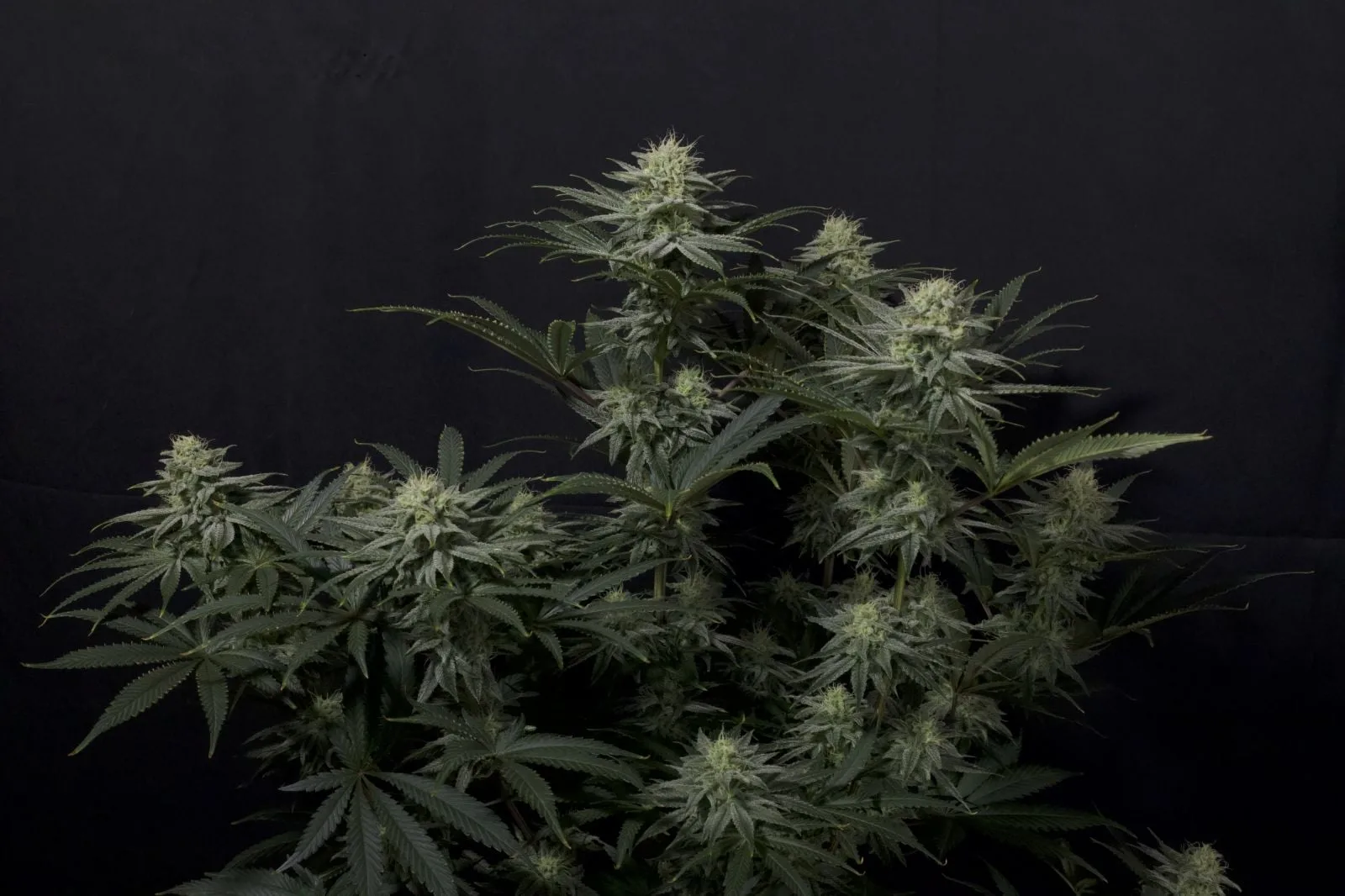 GG4 Sherbet Semillas feminizadas - Imagen 2
