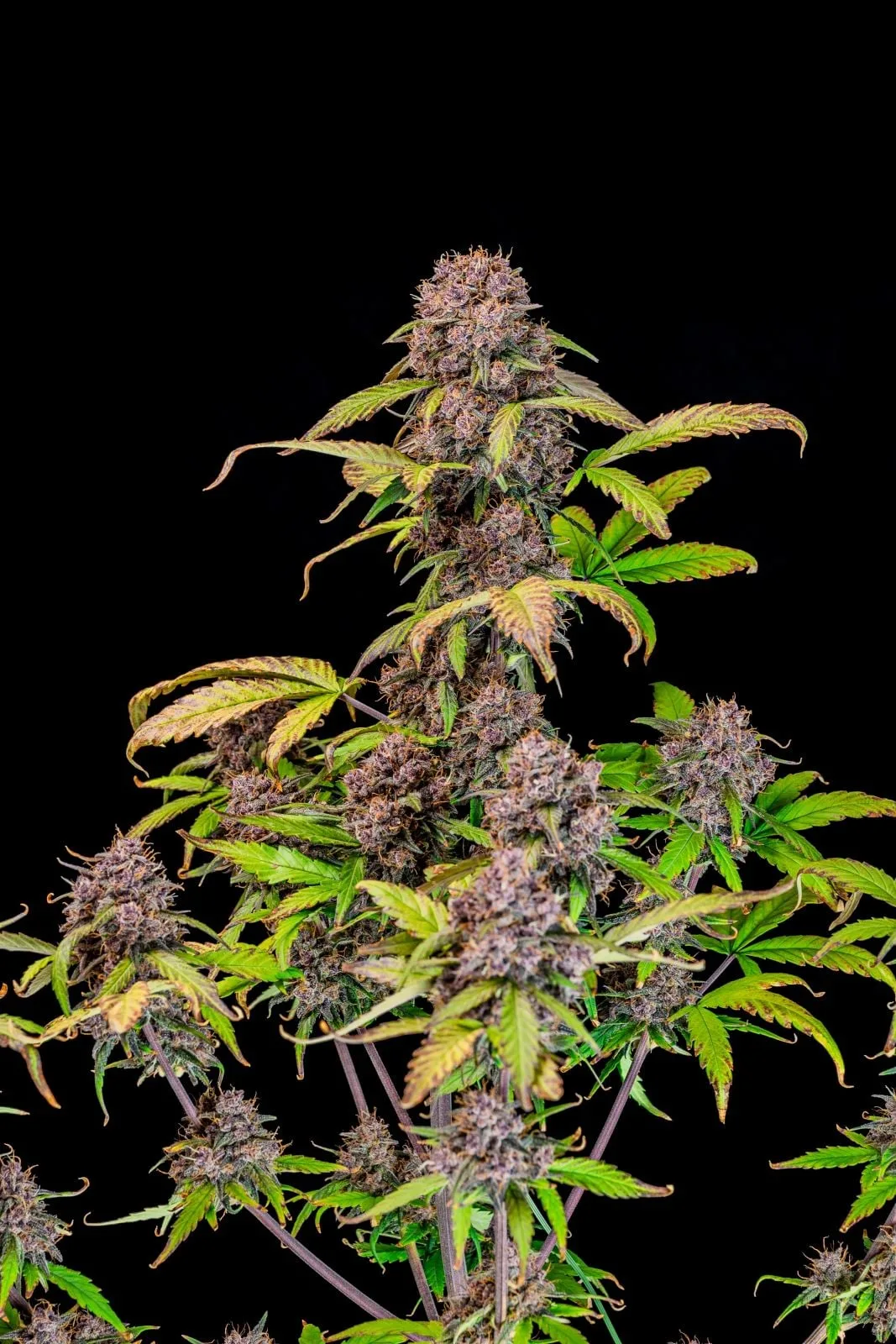 Lemon Cherry Cookies Auto Semi Autofiorenti - immagine 3