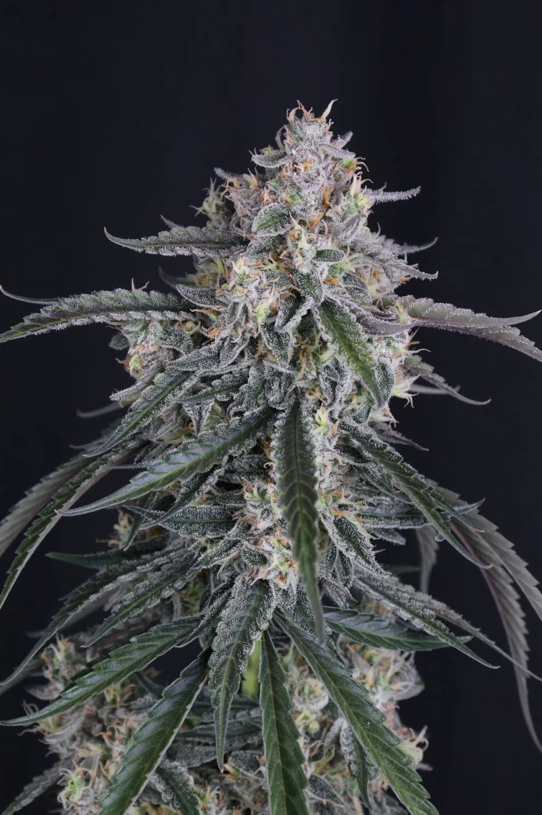 GMO Auto - Image 5