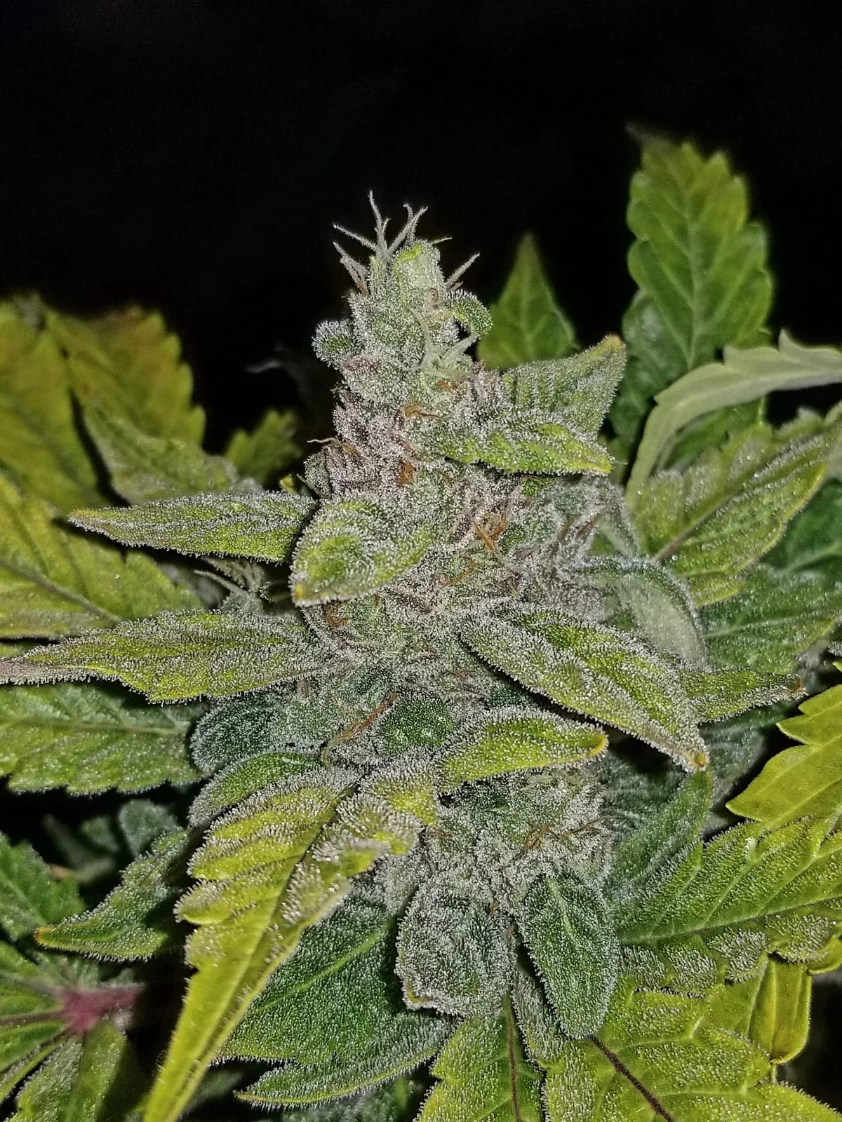 CBD Auto 1:1 (CBD Crack) - Image 5