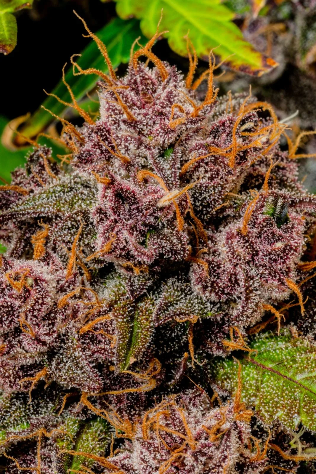 Lemon Cherry Cookies Auto Semi Autofiorenti - immagine 8