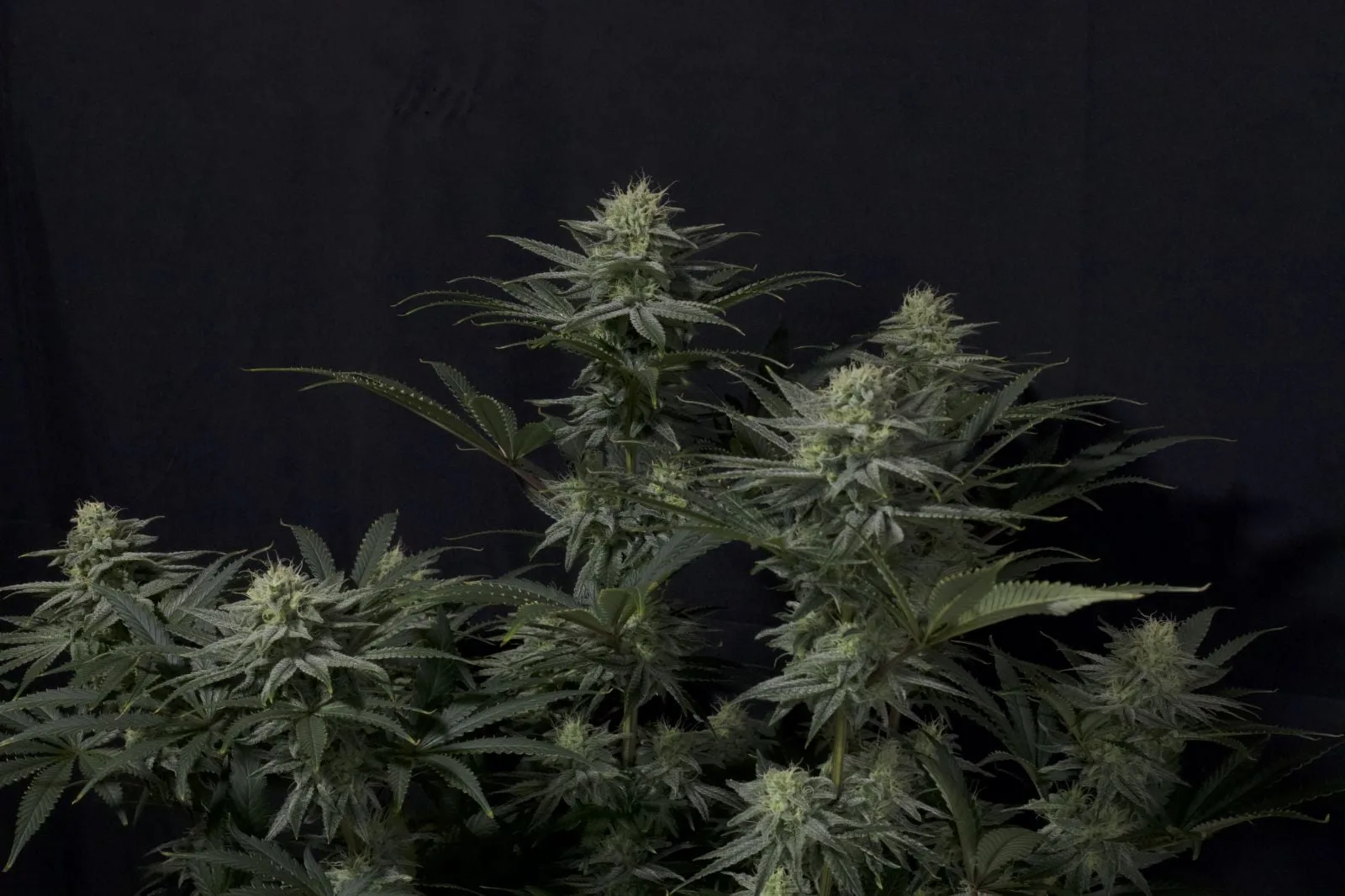 GG4 Sherbet Semillas feminizadas - Imagen 3