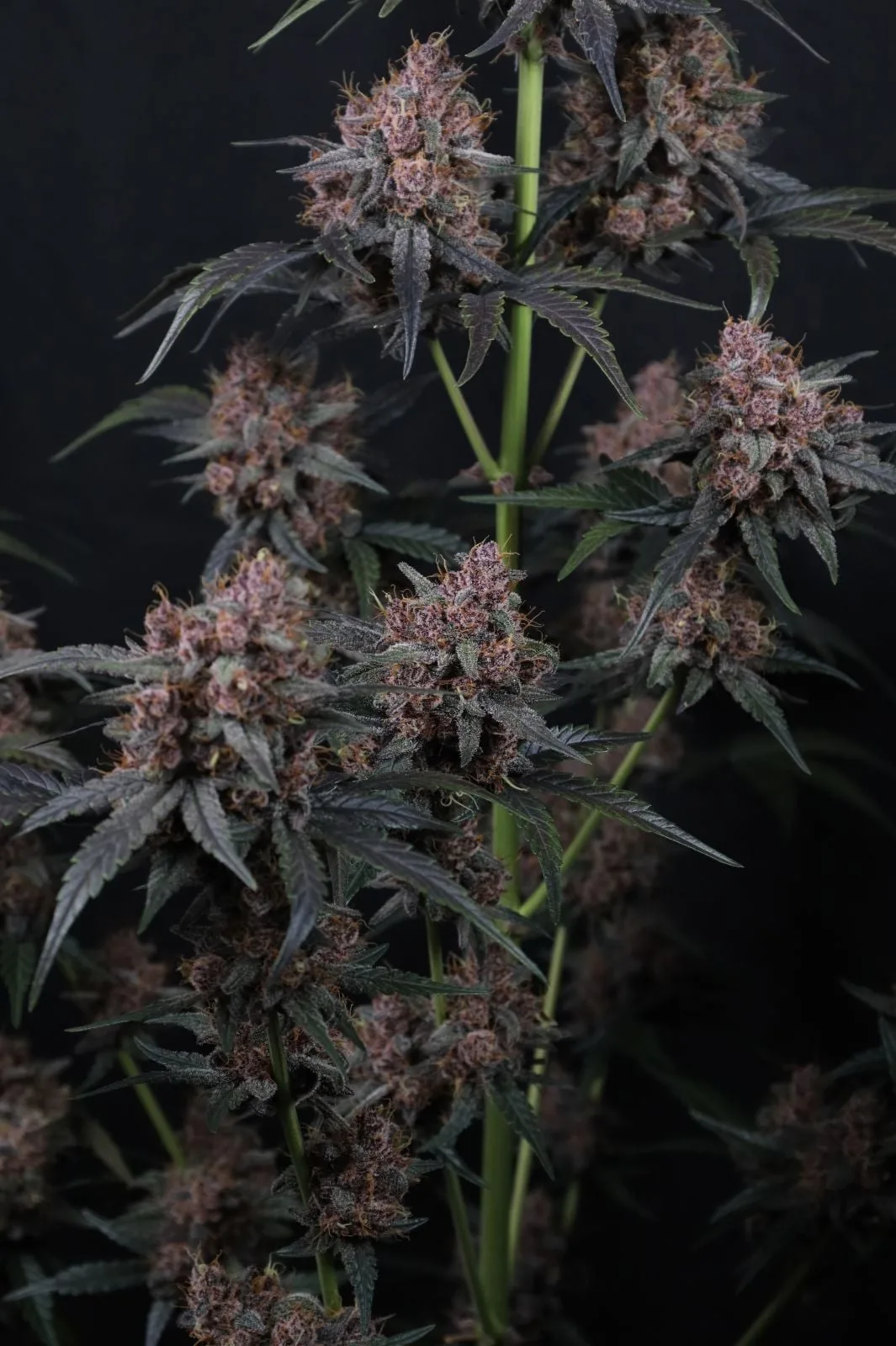 Mango Cherry Runtz Auto Graines Autofloraison – Image 6