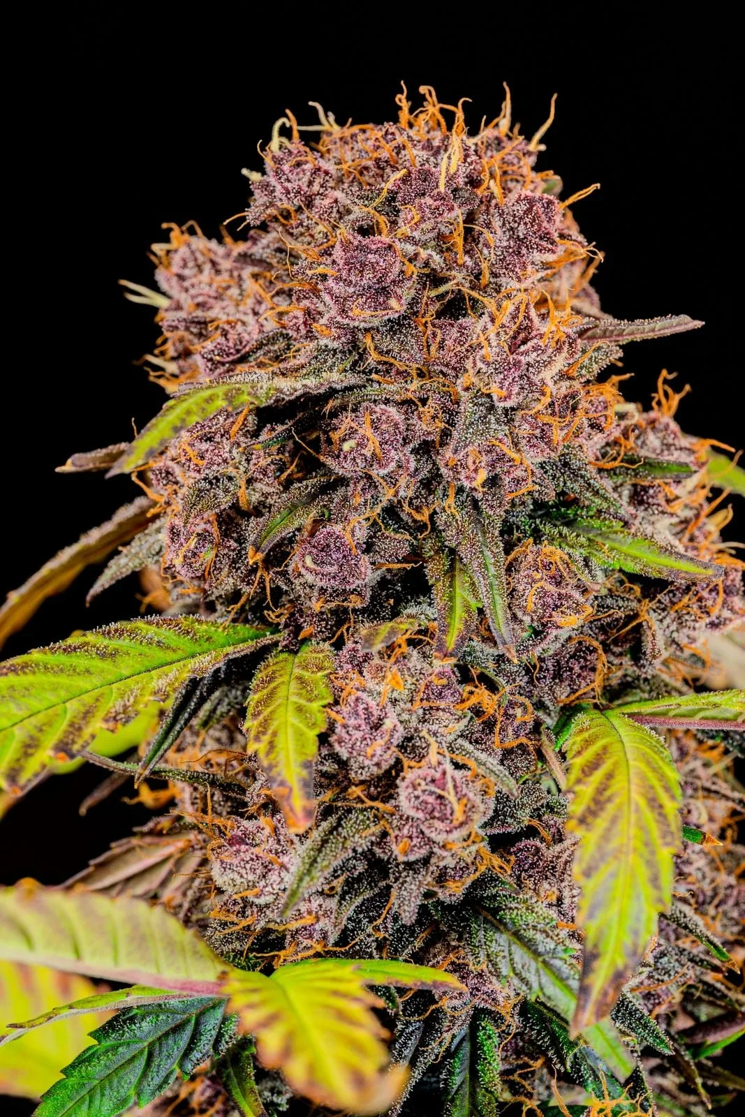 Lemon Cherry Cookies Auto Semi Autofiorenti - immagine 6