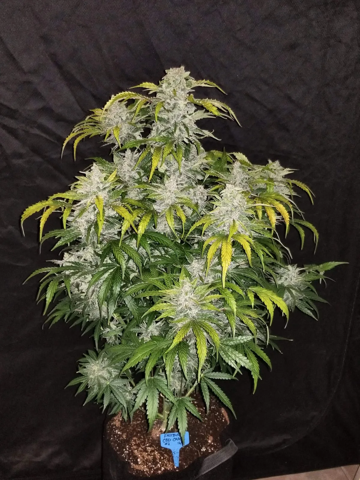 CBD Auto 1:1 (CBD Crack) - Image 2