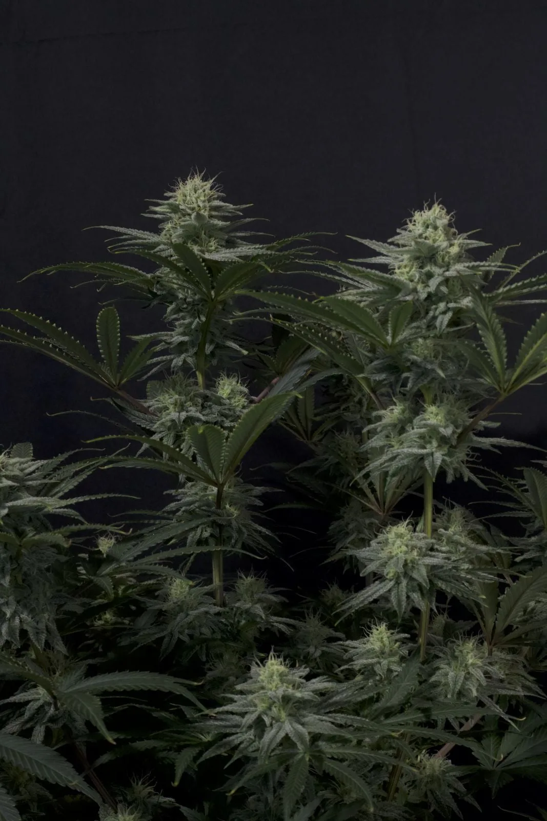GG4 Sherbet Semillas feminizadas - Imagen 4