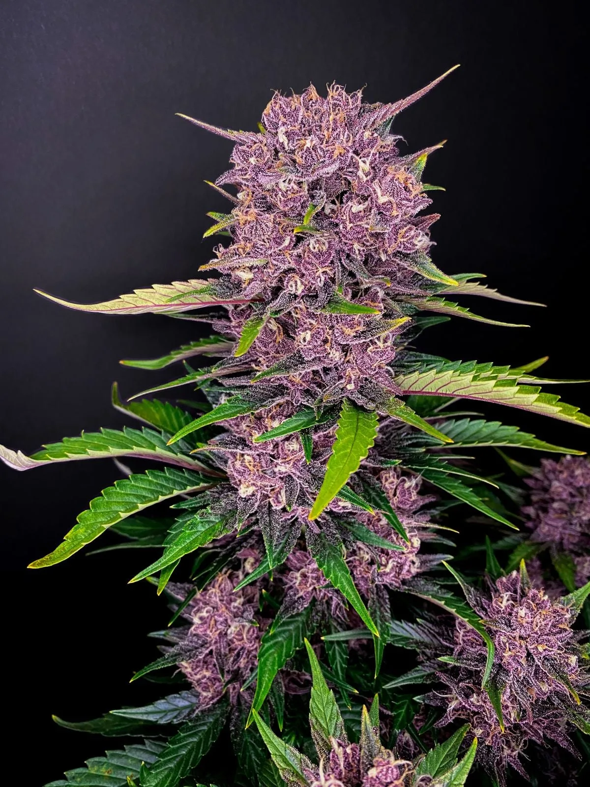Purple Lemonade Auto - Image 2