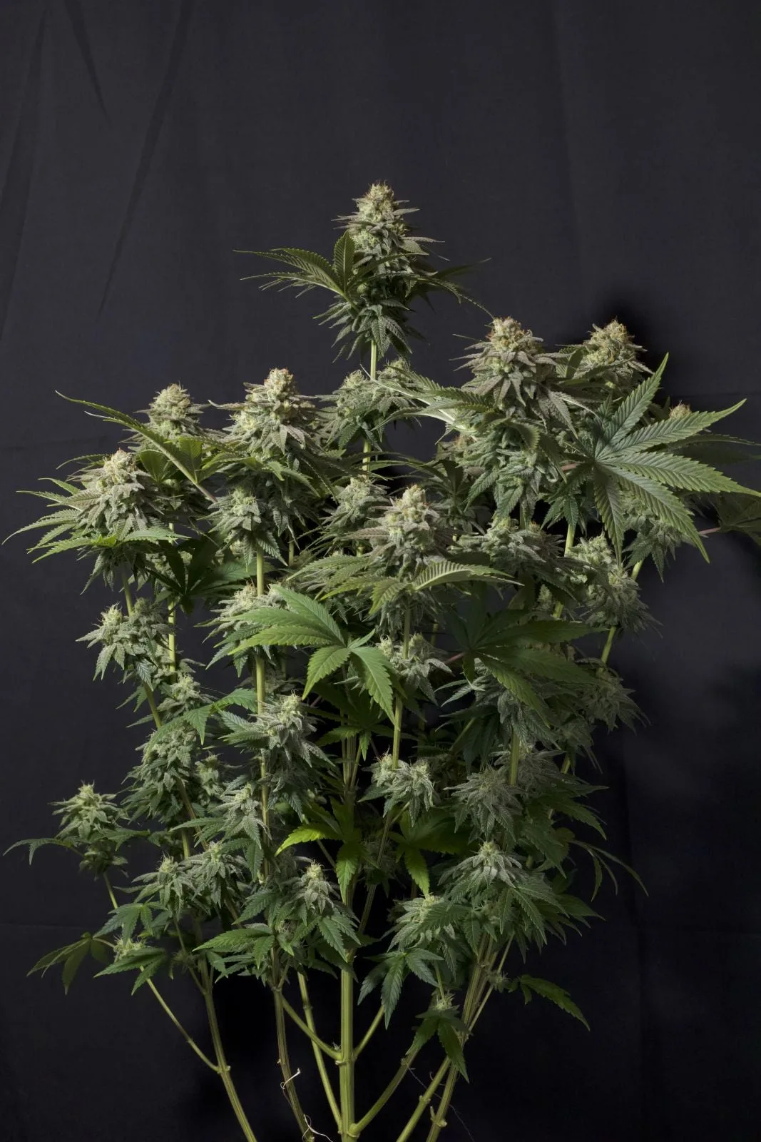 Orange Sherbet FF Feminisierte Samen – Bild 6