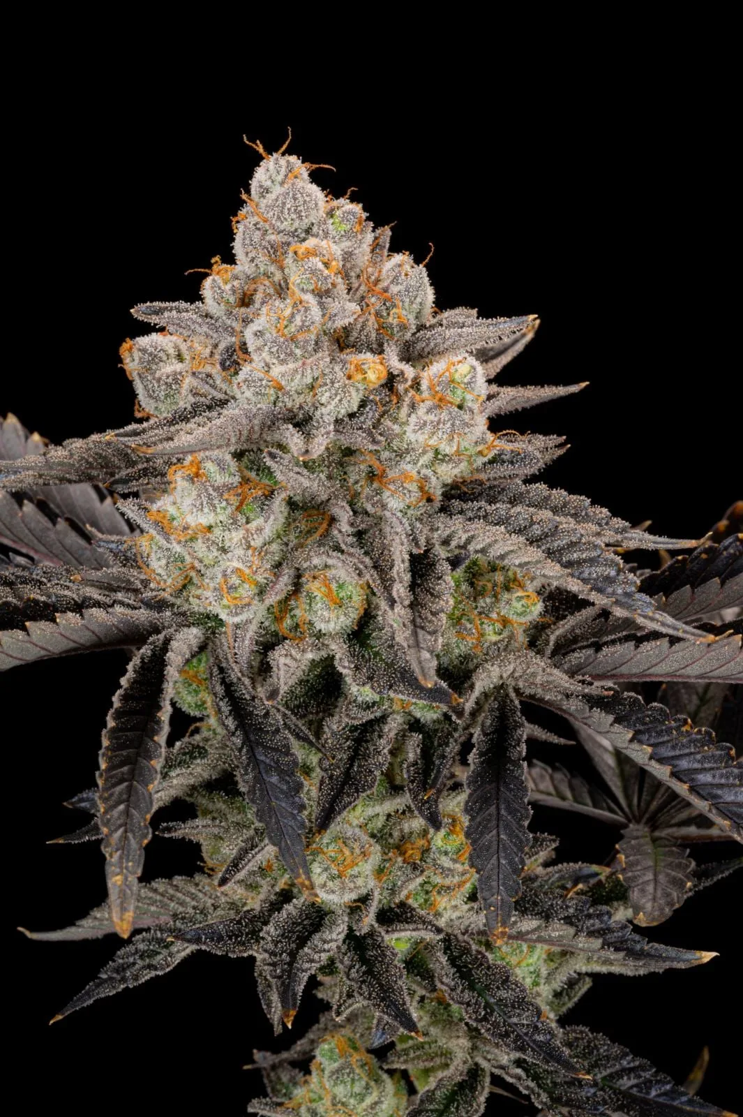 Gorilla Cookies FF Fast - Image 7