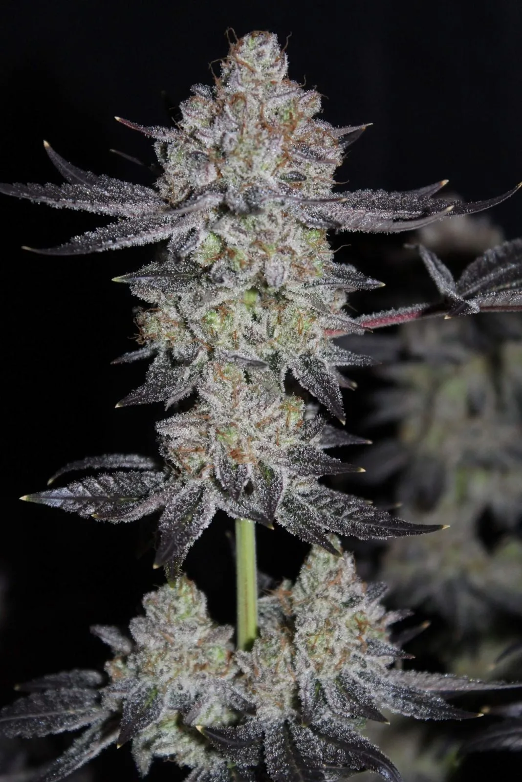 Tropicana Cookies FF Semi Femminizzati - immagine 5