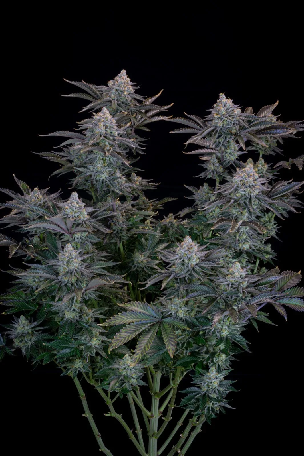 Gorilla Cookies FF Fast - Image 3